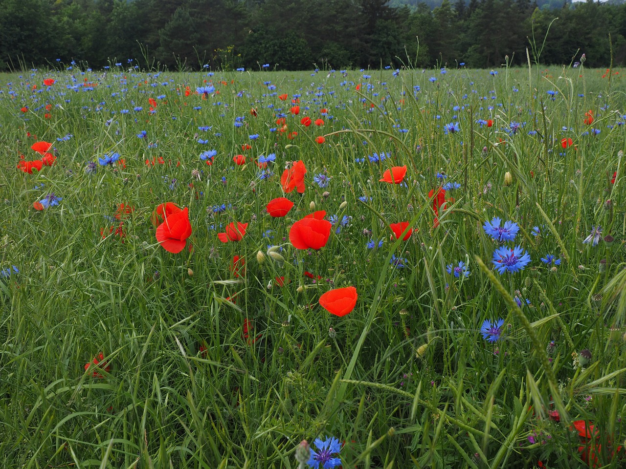 Laukas Aguonos, Kornblumenfeld, Klatschmohnfeld, Klatschmohn, Kukurūzai, Gėlės, Raudona, Mėlynas, Aguonos Gėlė, Aguona