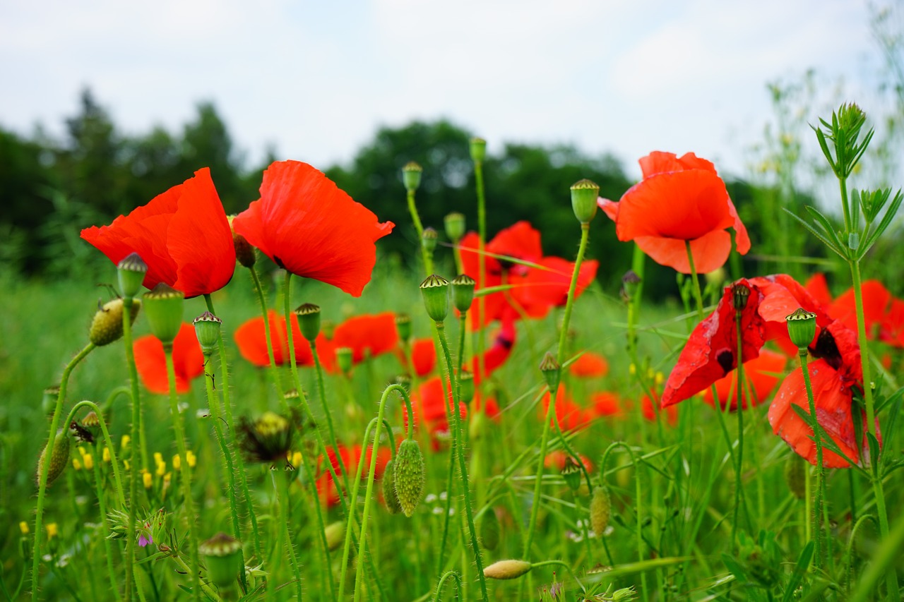 Laukas Aguonos, Kornblumenfeld, Klatschmohnfeld, Klatschmohn, Kukurūzai, Gėlės, Raudona, Mėlynas, Aguonos Gėlė, Aguona