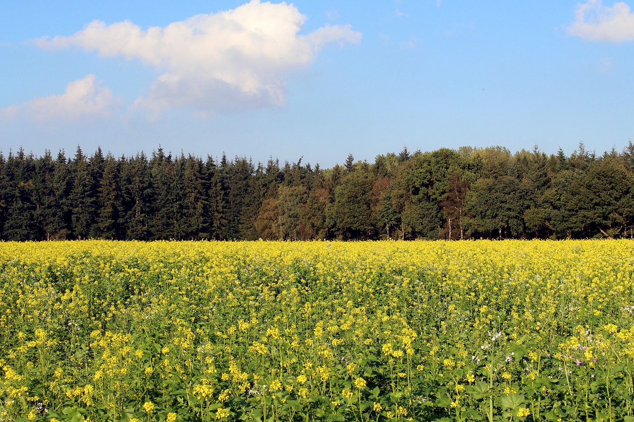 Rapsų Sėklos, Miškas, Dangus, Mėlynas Dangus, Mėlynas, Geltona, Žalias, Debesys, Gėlės, Gėlių Sritis