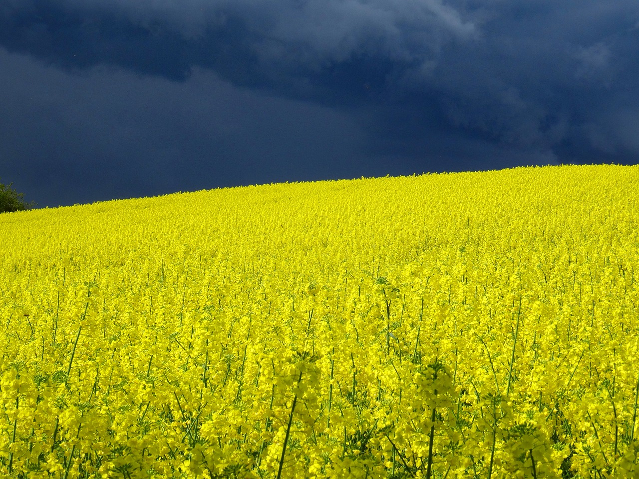 Rapsų Sėklos, Griauna, Aliejiniai Rapsai, Nemokamos Nuotraukos,  Nemokama Licenzija