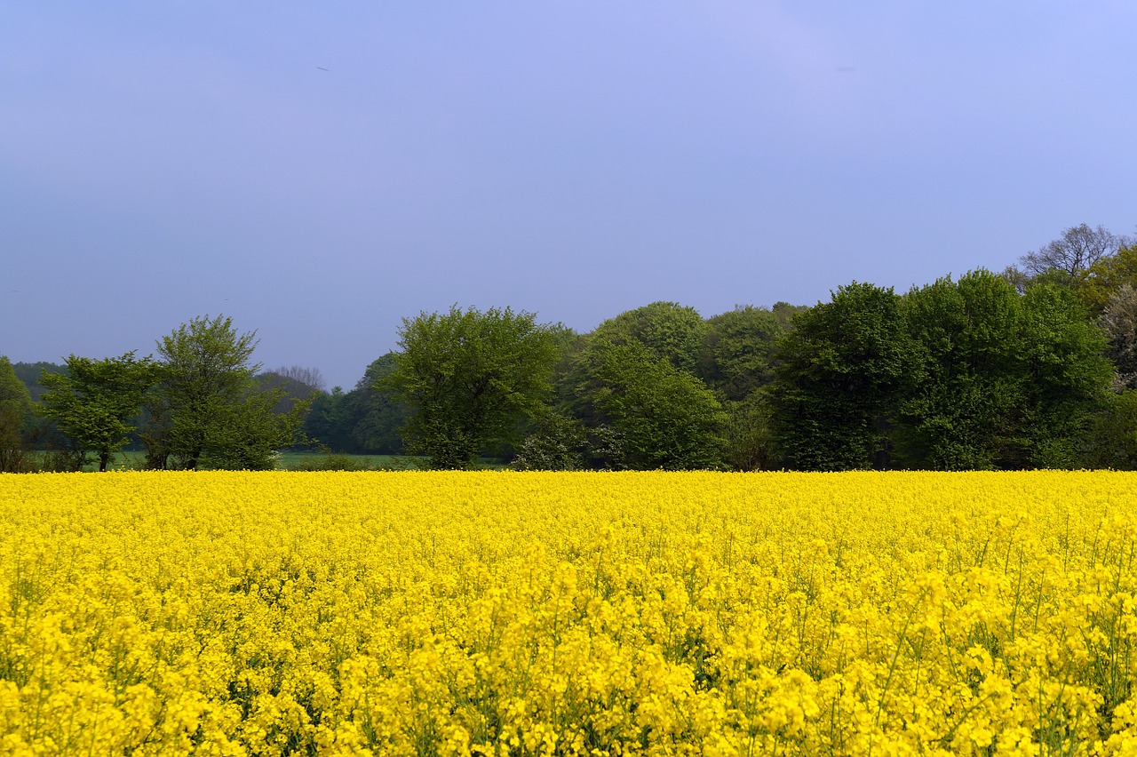 Rapsų Sėklos, Aliejiniai Rapsai, Brassica Napus, Pasėlių, Žiedas, Žydėti, Auginimas, Geltona, Šviesus, Nemokamos Nuotraukos