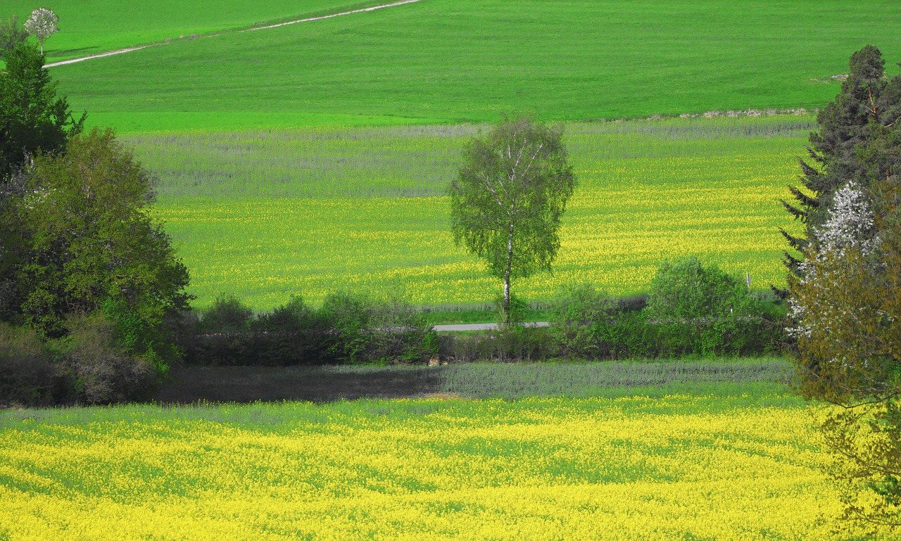 Srityje Rapsų Sėklų,  Laukas,  Žemdirbystė,  Lane,  Medis,  Ariama,  Aliejinių Rapsų,  Linijos,  Pobūdį,  Kraštovaizdis