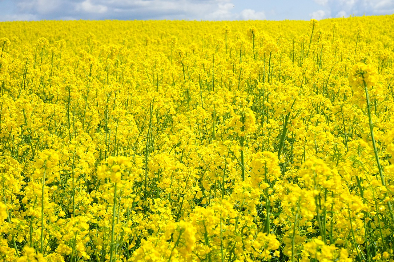 Rapsų Sėklos, Dangus, Debesys, Aliejiniai Rapsai, Blütenmeer, Geltona, Gėlės, Augalas, Gamta, Kraštovaizdis