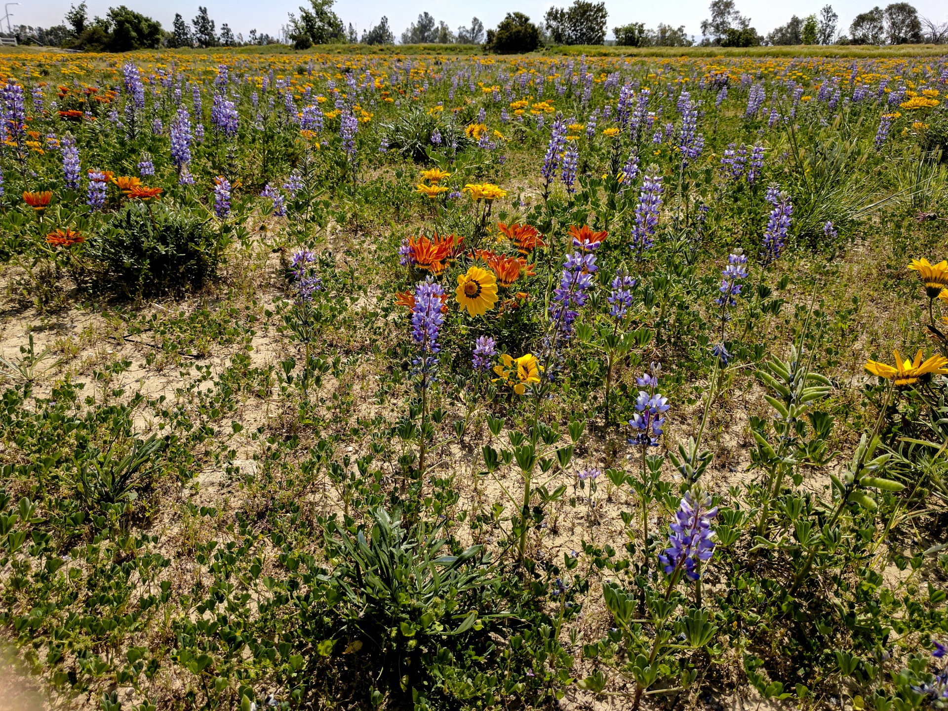 Laukinės Vasaros Spalvos,  Wildflower,  Oranžinė,  Violetinė,  Laukas,  Geltona,  Gėlė,  Gėlės,  Pavasaris,  Laukinių Laukų Laukas