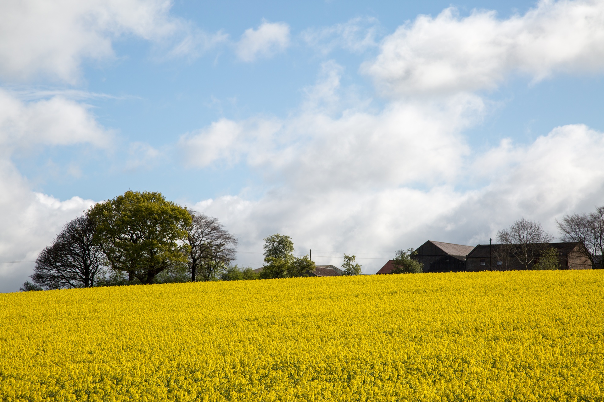 Žemdirbystė,  Žydi,  Canola,  Pasėlių,  Ekonomika,  Ūkis,  Ūkininkavimas,  Laukas,  Laukas & Nbsp,  Garstyčios