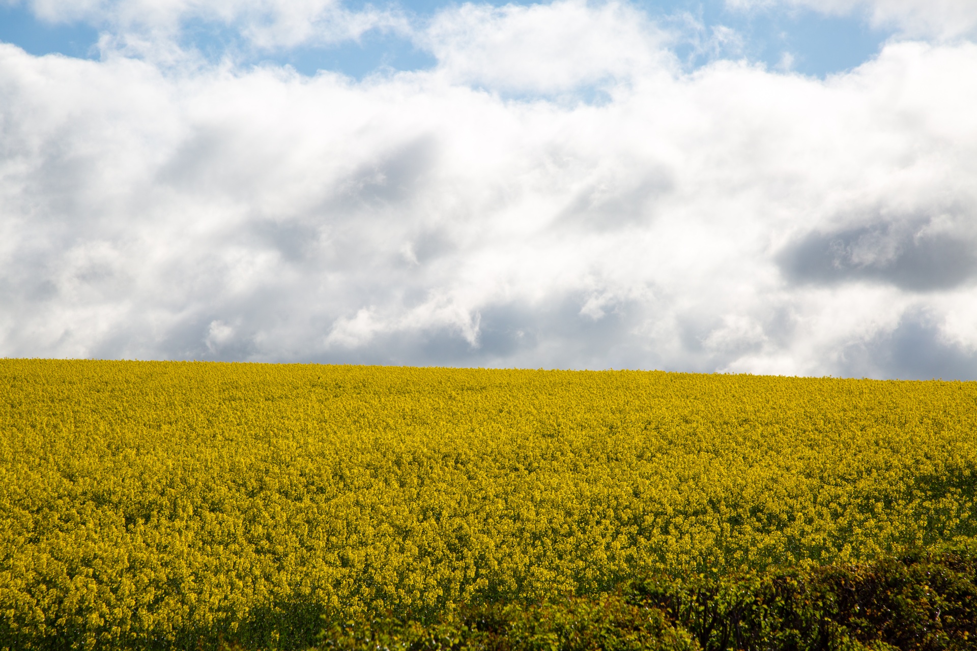 Žemdirbystė,  Žydi,  Canola,  Pasėlių,  Ekonomika,  Ūkis,  Ūkininkavimas,  Laukas,  Laukas & Nbsp,  Garstyčios