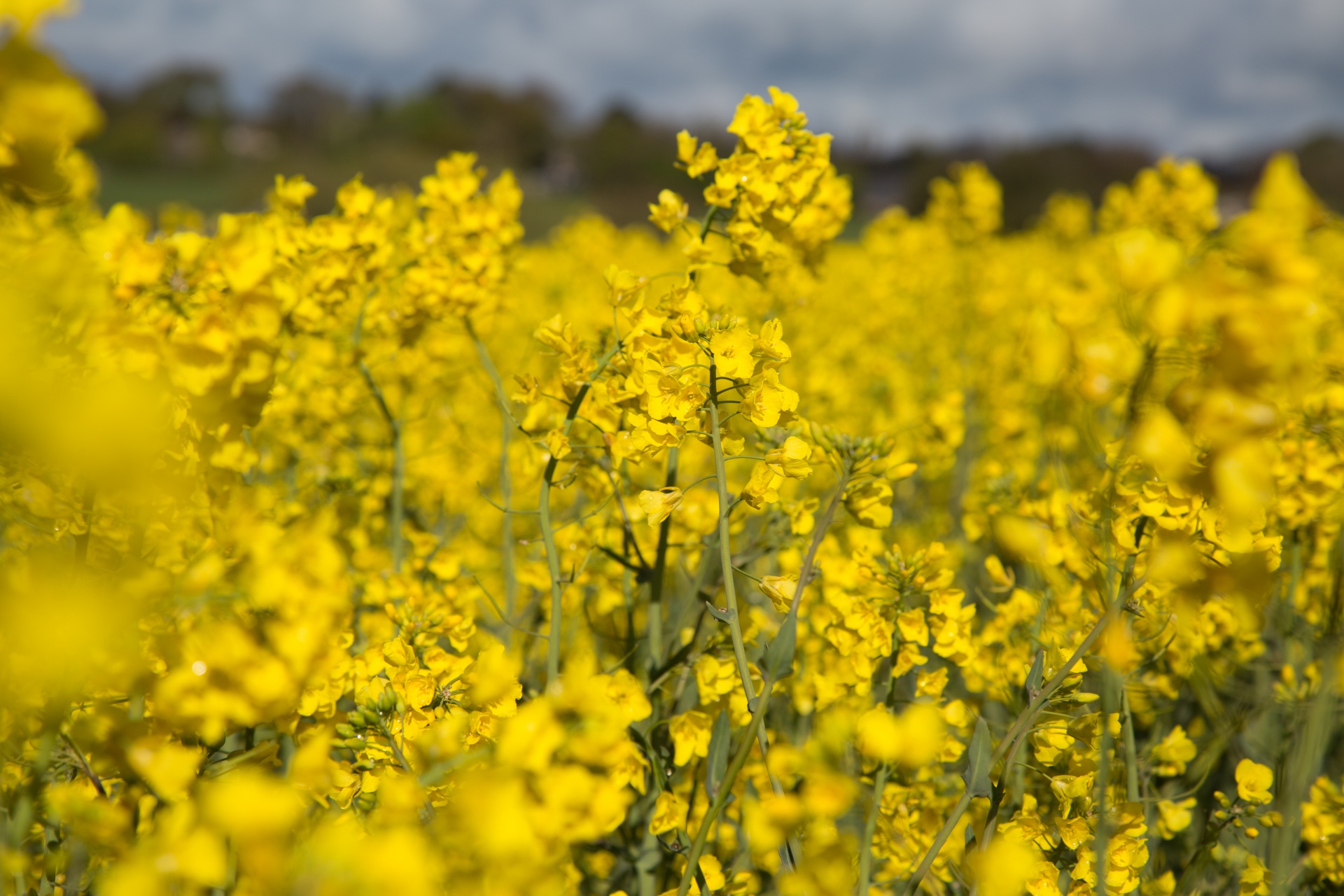 Žemdirbystė,  Žydi,  Canola,  Pasėlių,  Ekonomika,  Ūkis,  Ūkininkavimas,  Laukas,  Laukas & Nbsp,  Garstyčios