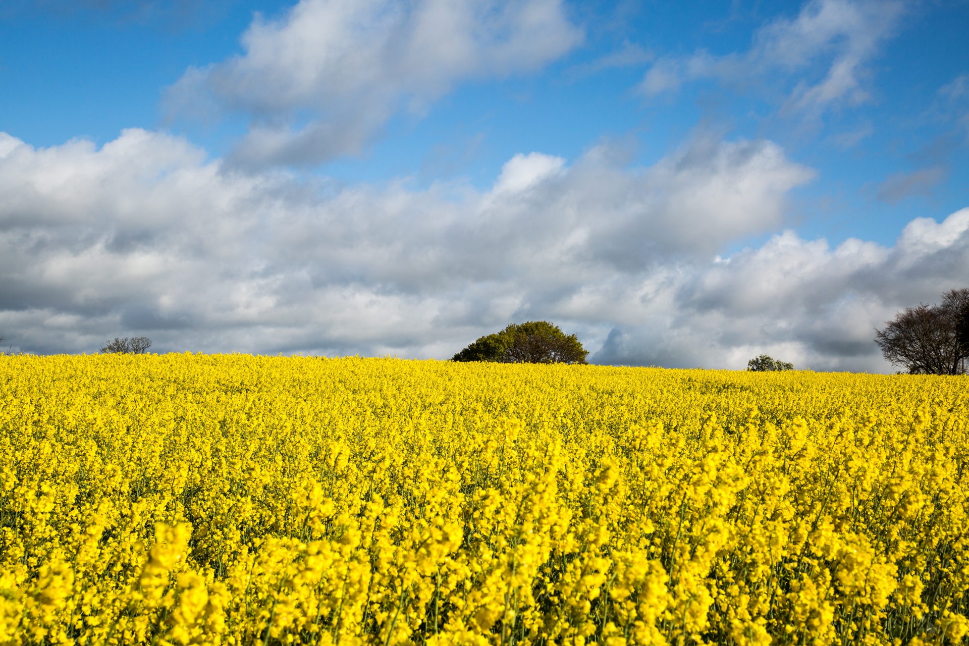 Žemdirbystė,  Žydi,  Canola,  Pasėlių,  Ekonomika,  Ūkis,  Ūkininkavimas,  Laukas,  Laukas & Nbsp,  Garstyčios