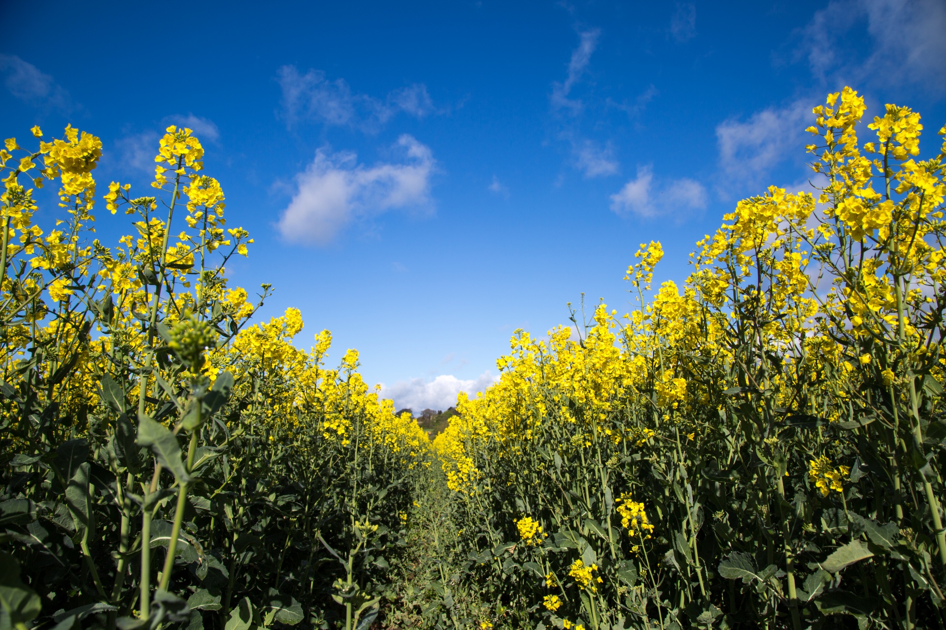 Žemdirbystė,  Žydi,  Canola,  Pasėlių,  Ekonomika,  Ūkis,  Ūkininkavimas,  Laukas,  Laukas & Nbsp,  Garstyčios