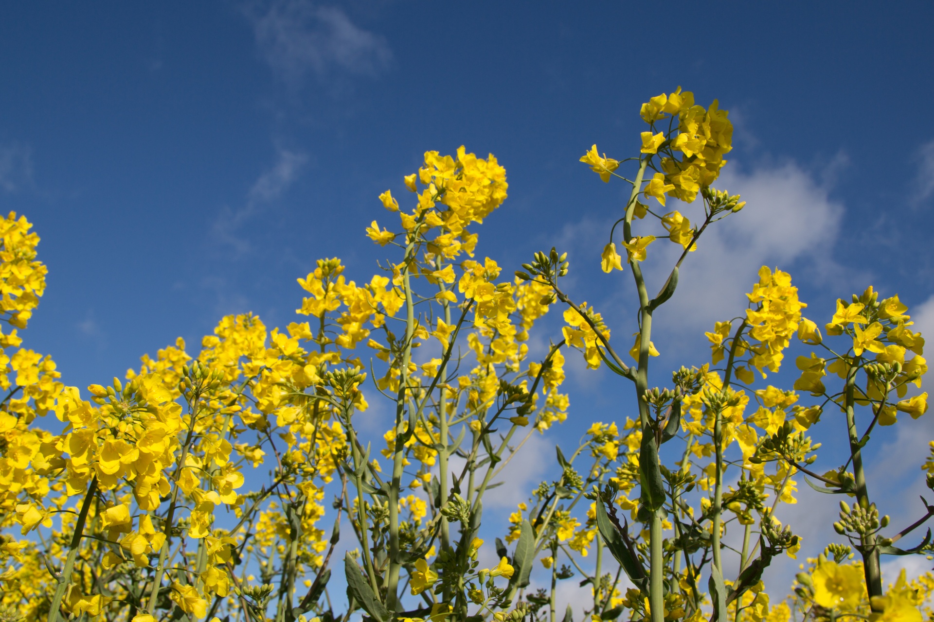 Žemdirbystė,  Žydi,  Canola,  Pasėlių,  Ekonomika,  Ūkis,  Ūkininkavimas,  Laukas,  Laukas & Nbsp,  Garstyčios