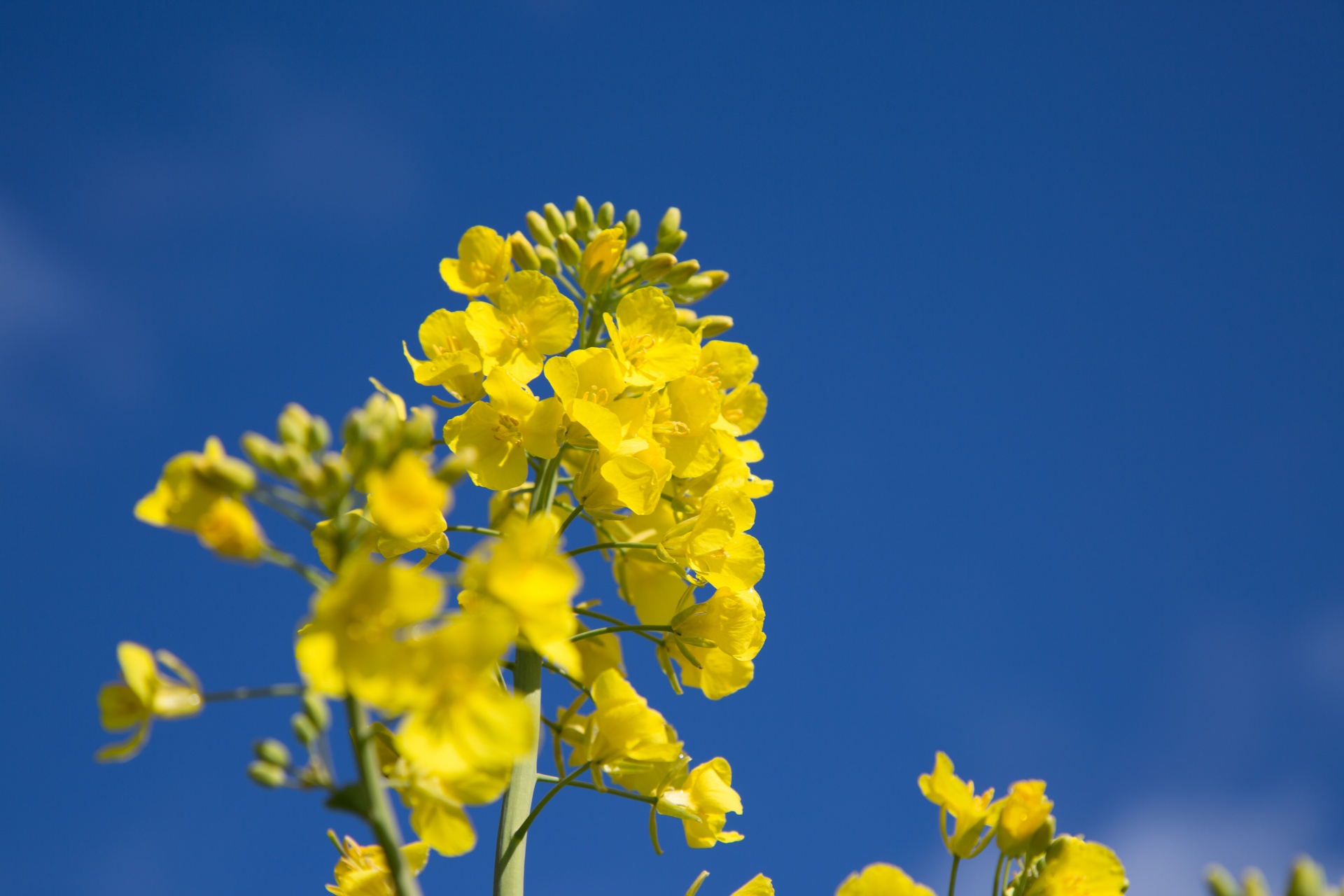 Žemdirbystė,  Žydi,  Canola,  Pasėlių,  Ekonomika,  Ūkis,  Ūkininkavimas,  Laukas,  Laukas & Nbsp,  Garstyčios