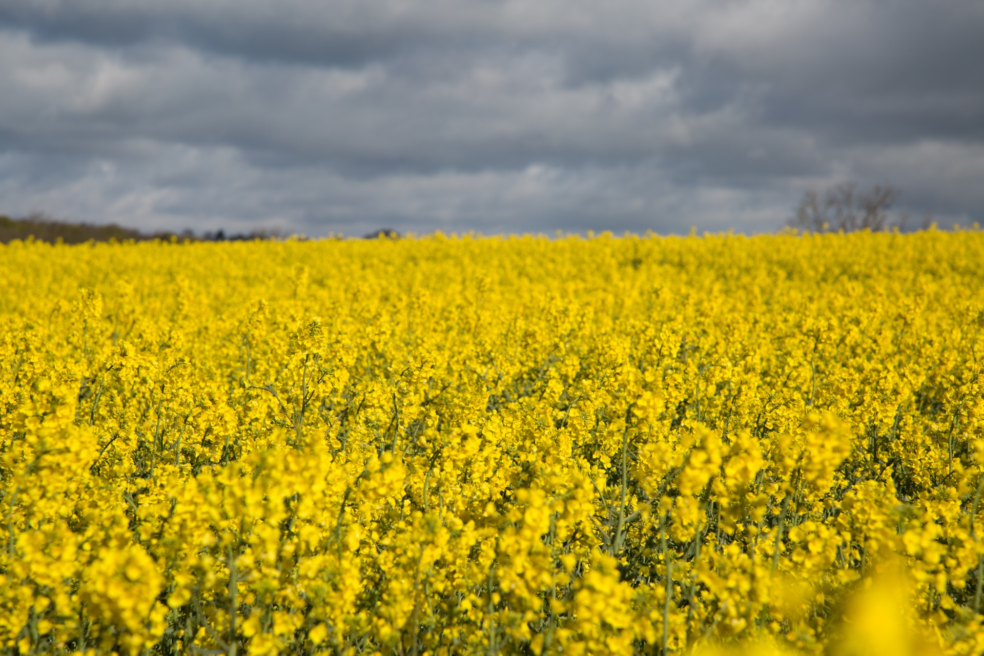 Žemdirbystė,  Žydi,  Canola,  Pasėlių,  Ekonomika,  Ūkis,  Ūkininkavimas,  Laukas,  Laukas & Nbsp,  Garstyčios