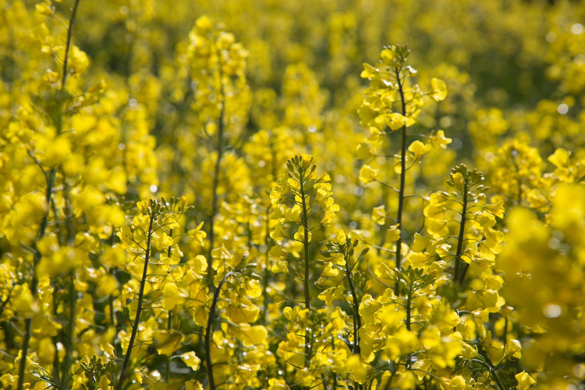 Žemdirbystė,  Žydi,  Canola,  Pasėlių,  Ekonomika,  Ūkis,  Ūkininkavimas,  Laukas,  Laukas & Nbsp,  Garstyčios