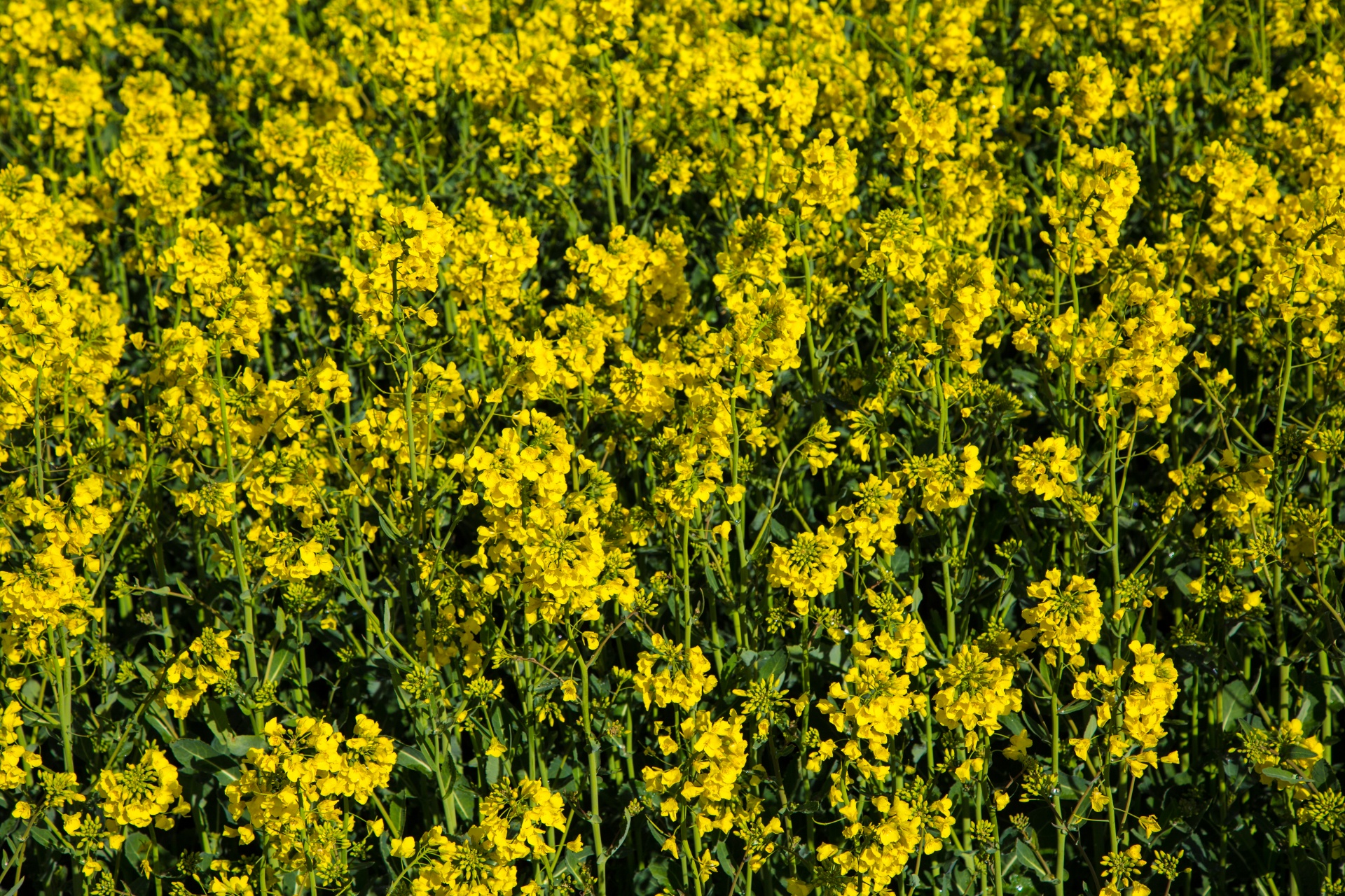 Žemdirbystė,  Žydi,  Canola,  Pasėlių,  Ekonomika,  Ūkis,  Ūkininkavimas,  Laukas,  Laukas & Nbsp,  Garstyčios