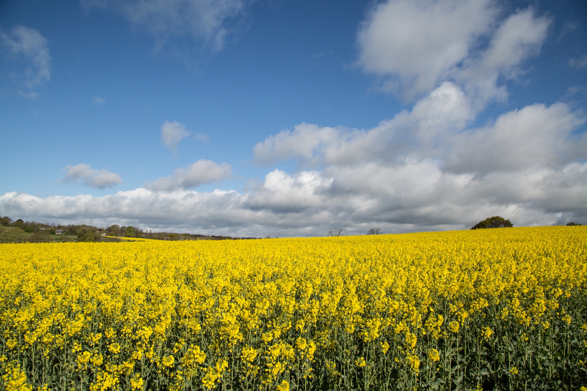 Žemdirbystė,  Žydi,  Canola,  Pasėlių,  Ekonomika,  Ūkis,  Ūkininkavimas,  Laukas,  Laukas & Nbsp,  Garstyčios