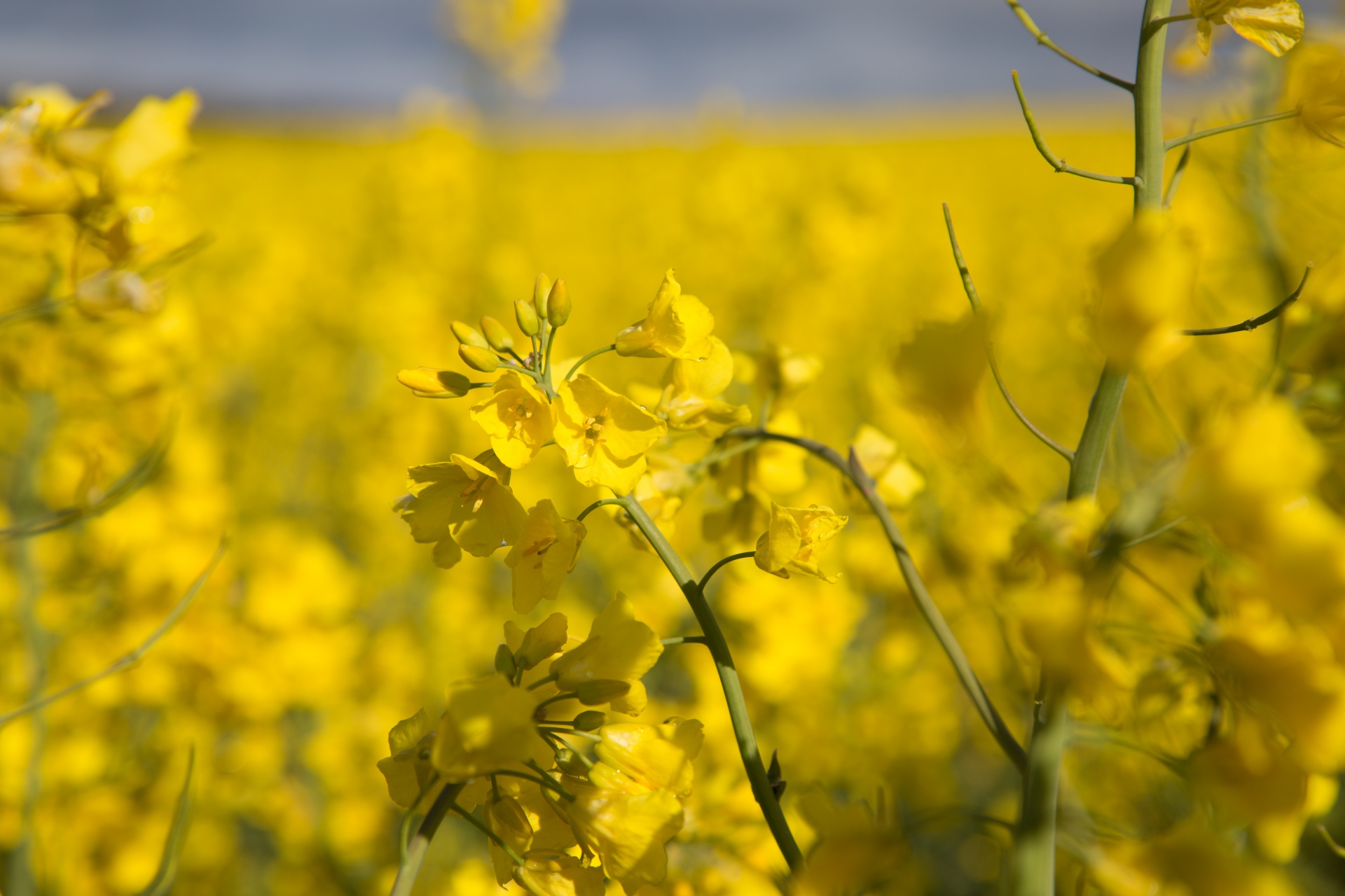 Žemdirbystė,  Žydi,  Canola,  Pasėlių,  Ekonomika,  Ūkis,  Ūkininkavimas,  Laukas,  Laukas & Nbsp,  Garstyčios