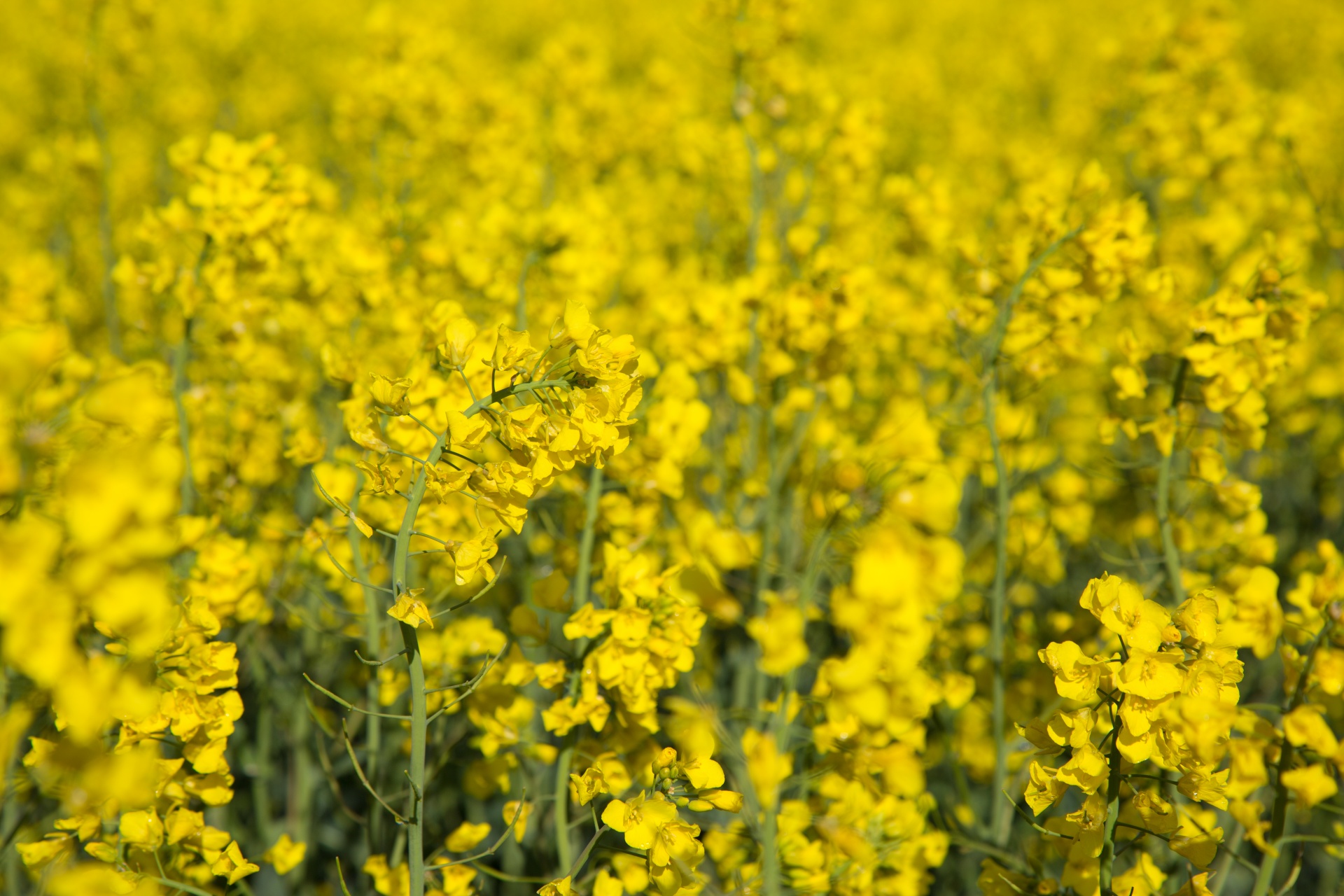 Žemdirbystė,  Žydi,  Canola,  Pasėlių,  Ekonomika,  Ūkis,  Ūkininkavimas,  Laukas,  Laukas & Nbsp,  Garstyčios