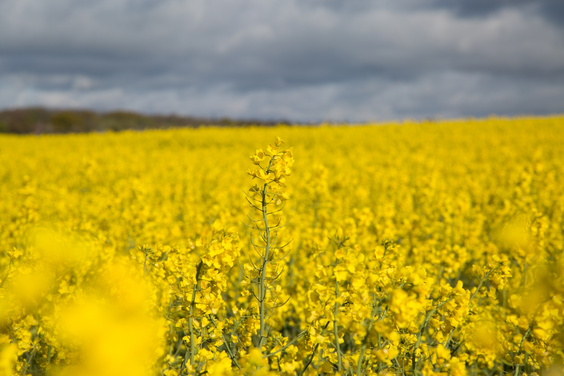 Žemdirbystė,  Žydi,  Canola,  Pasėlių,  Ekonomika,  Ūkis,  Ūkininkavimas,  Laukas,  Laukas & Nbsp,  Garstyčios