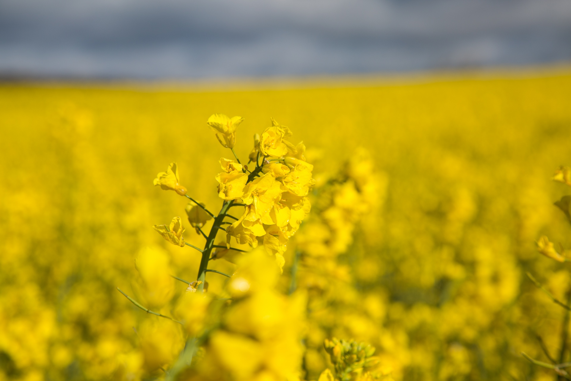 Žemdirbystė,  Žydi,  Canola,  Pasėlių,  Ekonomika,  Ūkis,  Ūkininkavimas,  Laukas,  Laukas & Nbsp,  Garstyčios