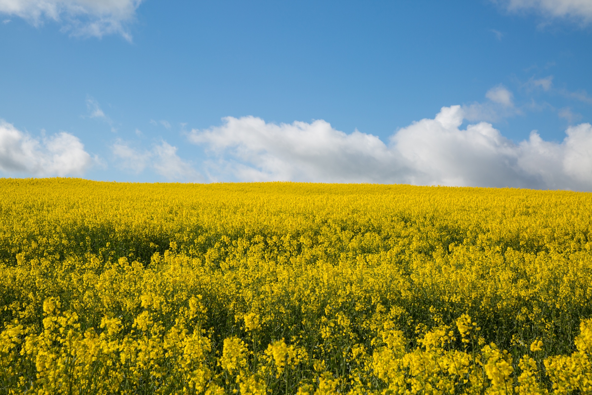 Žemdirbystė,  Žydi,  Canola,  Pasėlių,  Ekonomika,  Ūkis,  Ūkininkavimas,  Laukas,  Laukas & Nbsp,  Garstyčios