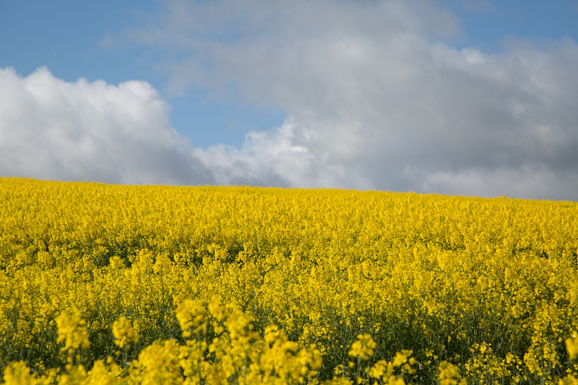 Žemdirbystė,  Žydi,  Canola,  Pasėlių,  Ekonomika,  Ūkis,  Ūkininkavimas,  Laukas,  Laukas & Nbsp,  Garstyčios