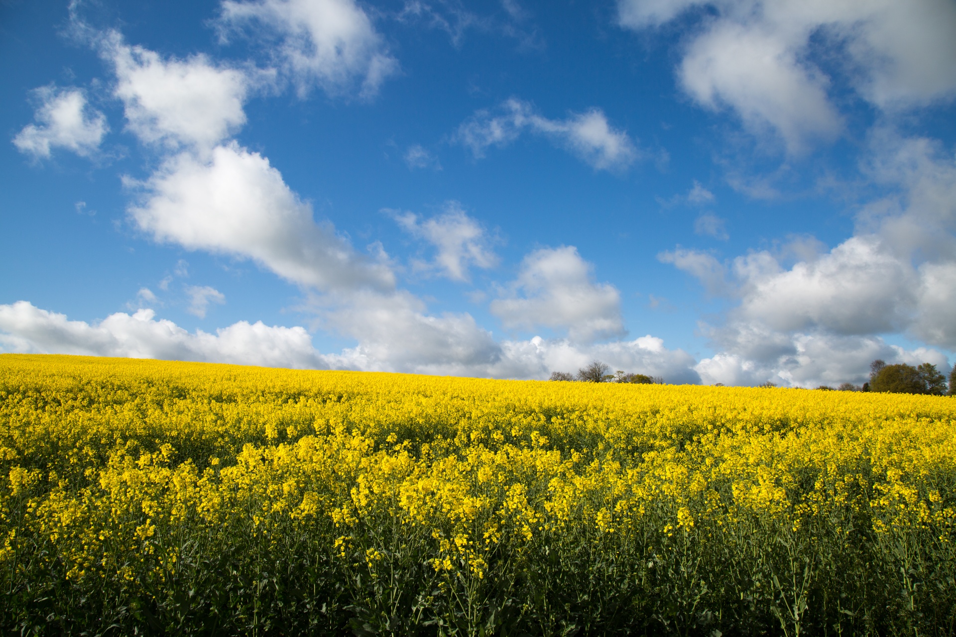 Žemdirbystė,  Žydi,  Canola,  Pasėlių,  Ekonomika,  Ūkis,  Ūkininkavimas,  Laukas,  Laukas & Nbsp,  Garstyčios