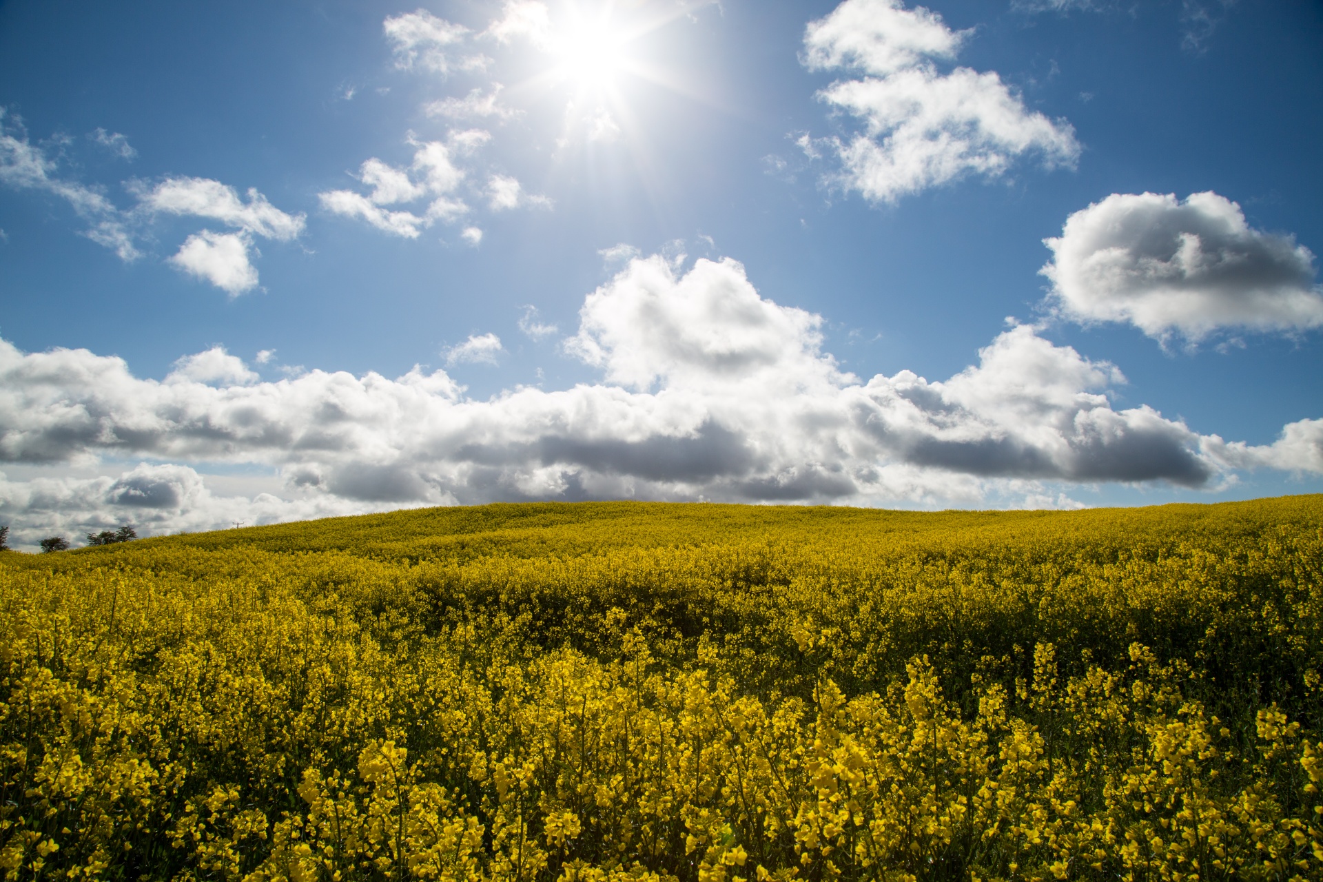 Žemdirbystė,  Žydi,  Canola,  Pasėlių,  Ekonomika,  Ūkis,  Ūkininkavimas,  Laukas,  Laukas & Nbsp,  Garstyčios