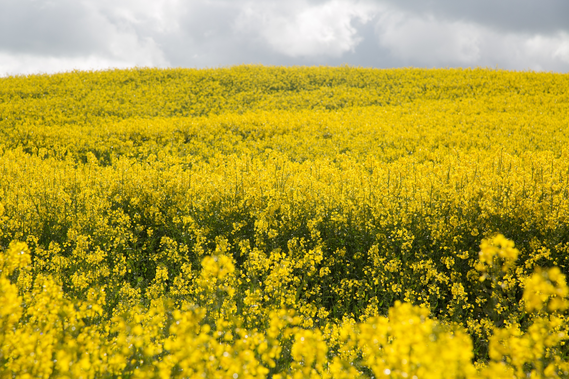 Žemdirbystė,  Žydi,  Canola,  Pasėlių,  Ekonomika,  Ūkis,  Ūkininkavimas,  Laukas,  Laukas & Nbsp,  Garstyčios