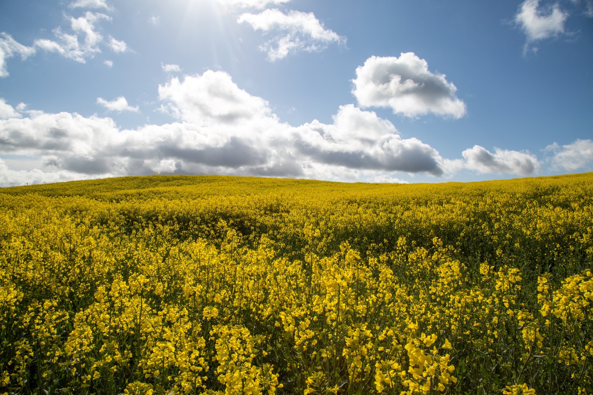 Žemdirbystė,  Žydi,  Canola,  Pasėlių,  Ekonomika,  Ūkis,  Ūkininkavimas,  Laukas,  Laukas & Nbsp,  Garstyčios