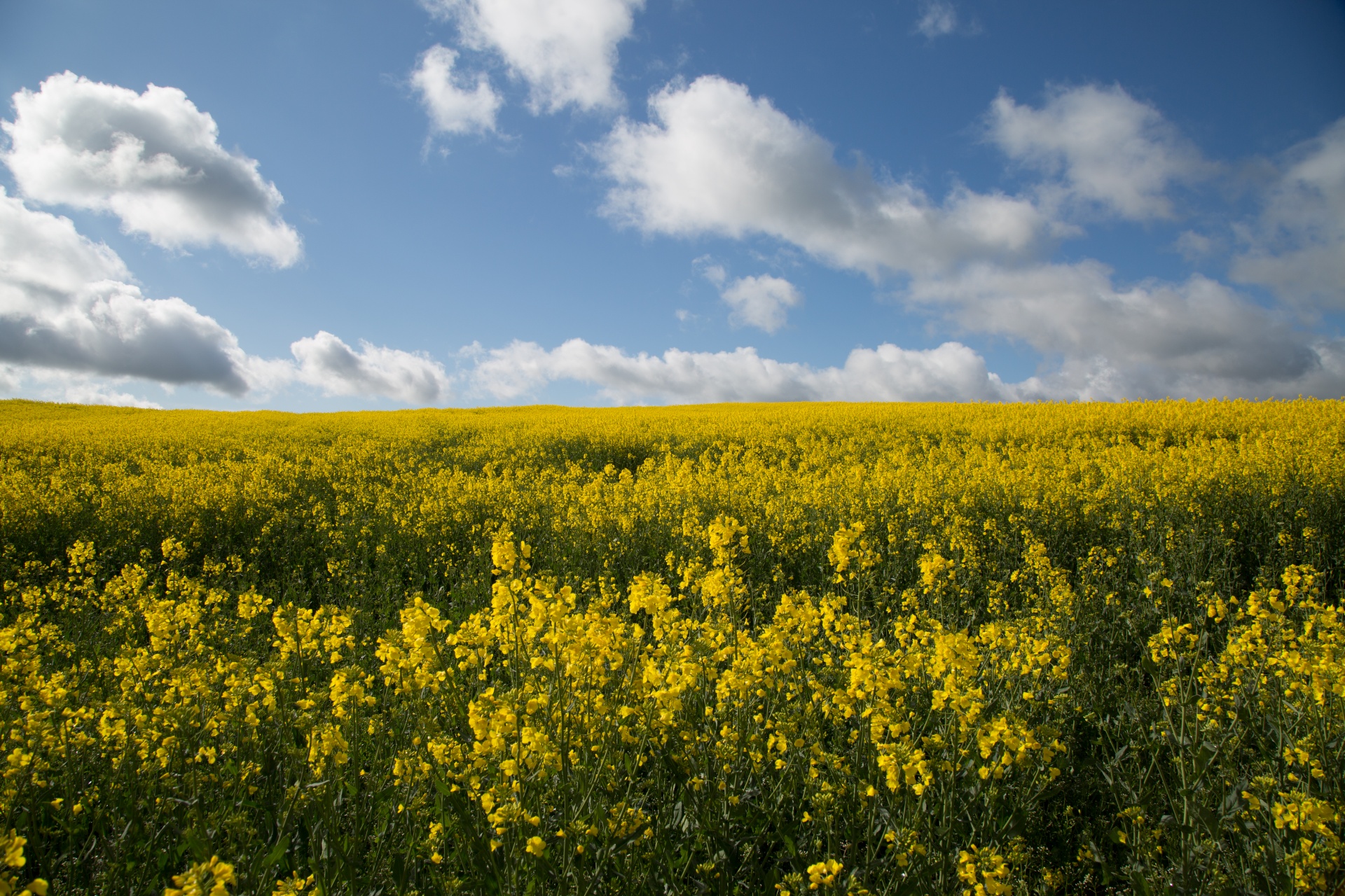 Žemdirbystė,  Žydi,  Canola,  Pasėlių,  Ekonomika,  Ūkis,  Ūkininkavimas,  Laukas,  Laukas & Nbsp,  Garstyčios