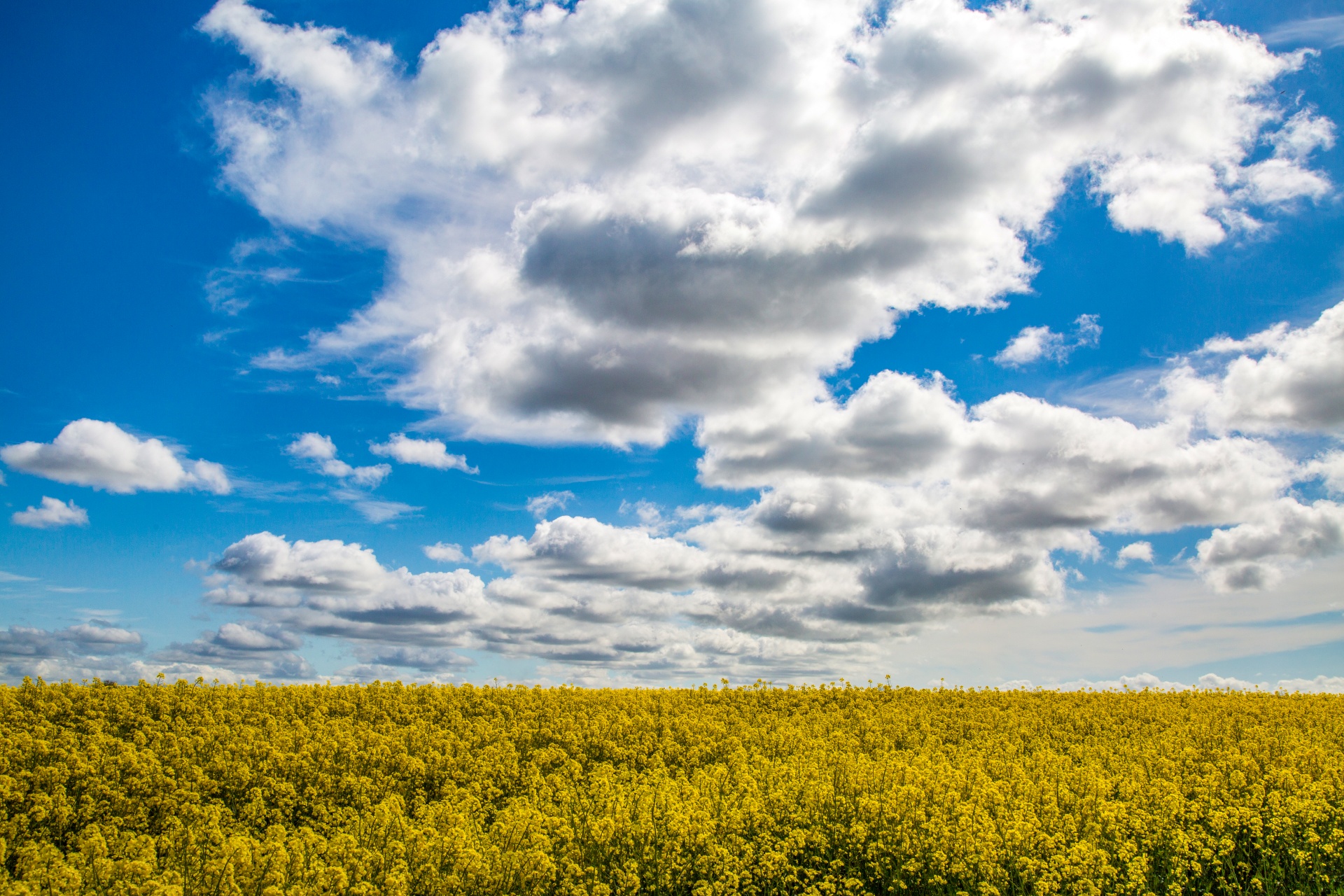 Žemdirbystė,  Žydi,  Canola,  Pasėlių,  Ekonomika,  Ūkis,  Ūkininkavimas,  Laukas,  Garstyčios,  Gėlių