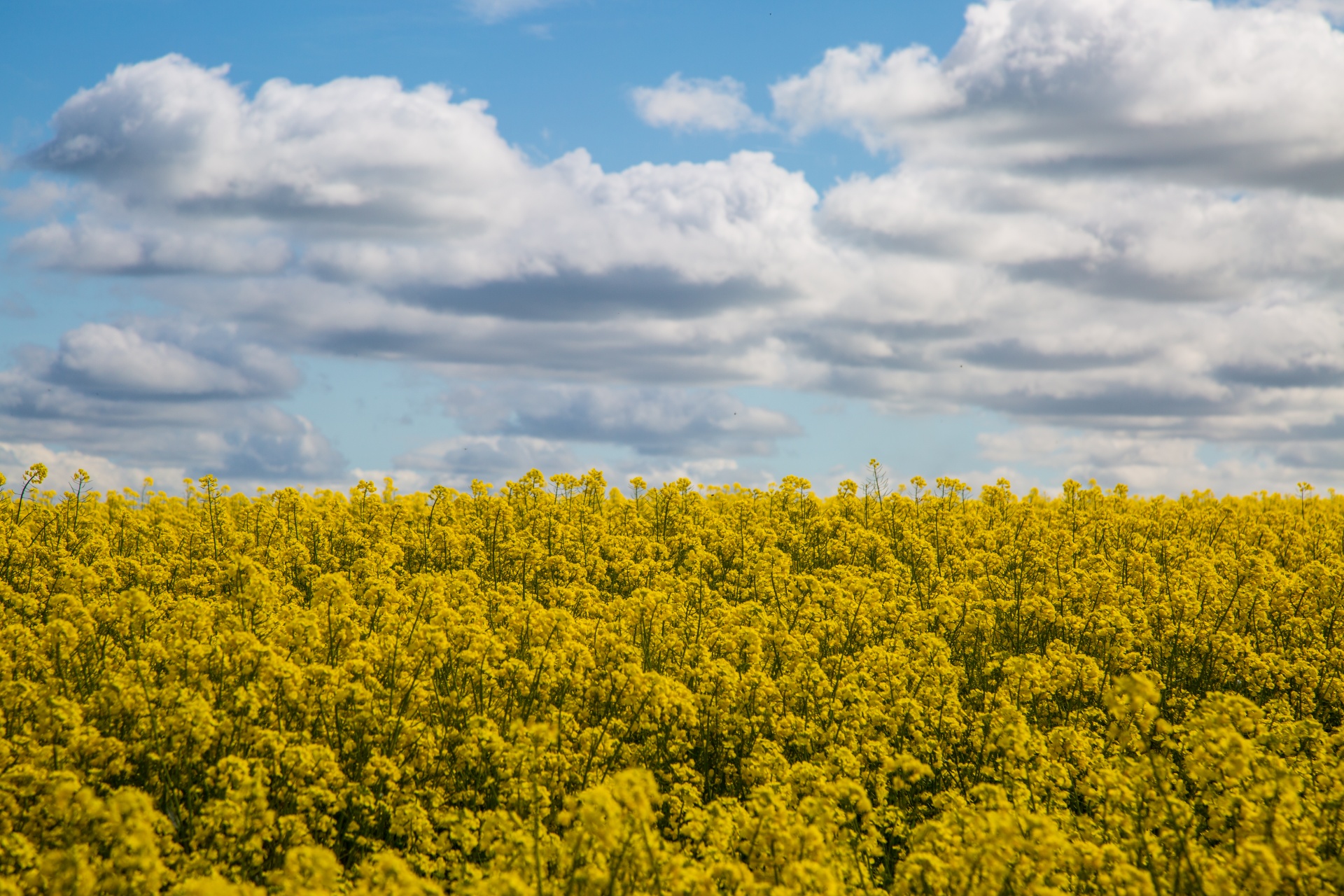 Žemdirbystė,  Žydi,  Canola,  Pasėlių,  Ekonomika,  Ūkis,  Ūkininkavimas,  Laukas,  Garstyčios,  Gėlių