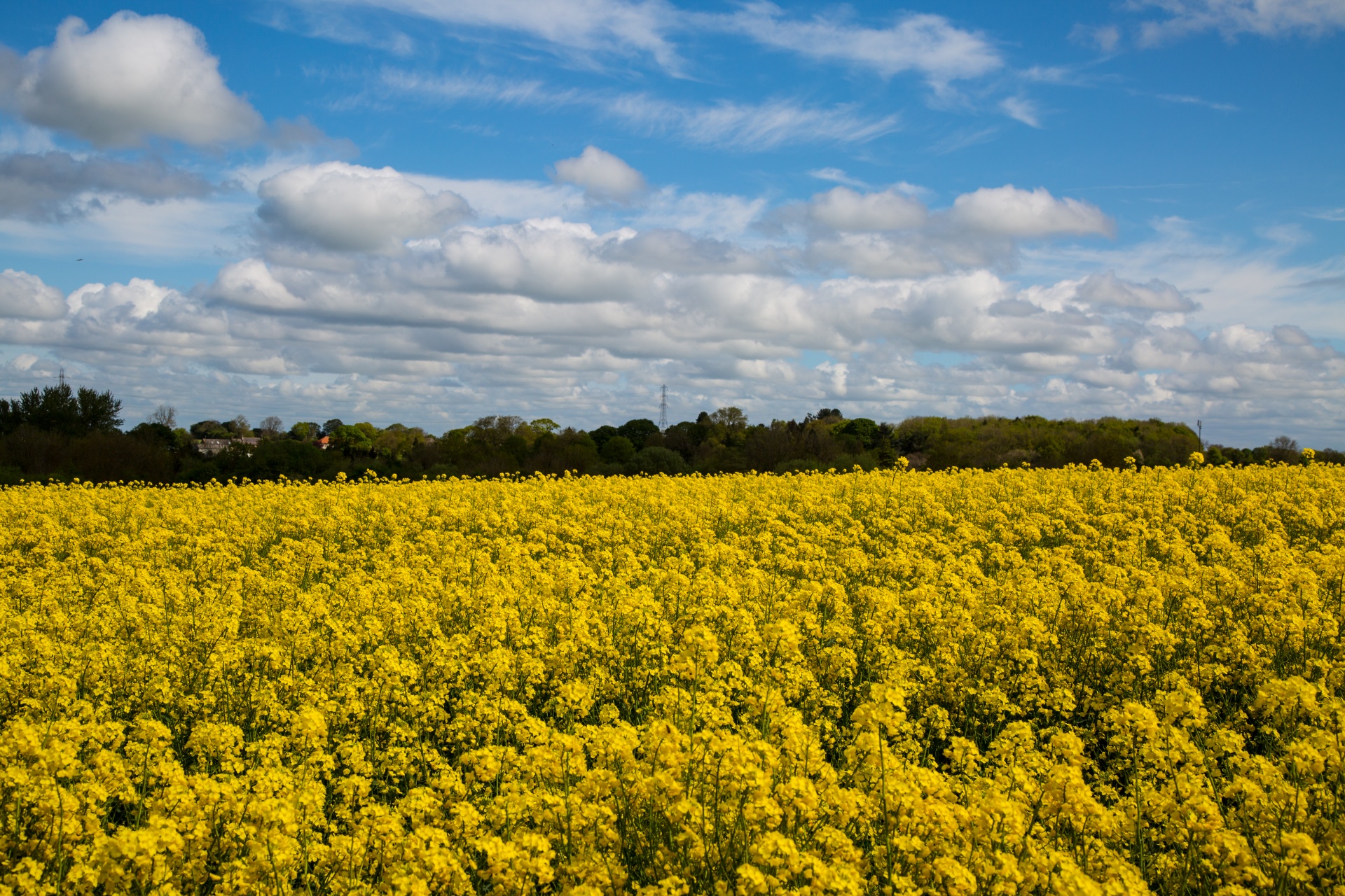 Žemdirbystė,  Žydi,  Canola,  Pasėlių,  Ekonomika,  Ūkis,  Ūkininkavimas,  Laukas,  Garstyčios,  Gėlių