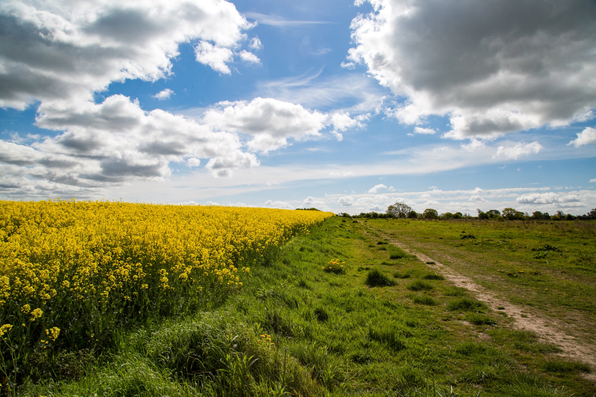 Žemdirbystė,  Žydi,  Canola,  Pasėlių,  Ekonomika,  Ūkis,  Ūkininkavimas,  Laukas,  Garstyčios,  Gėlių