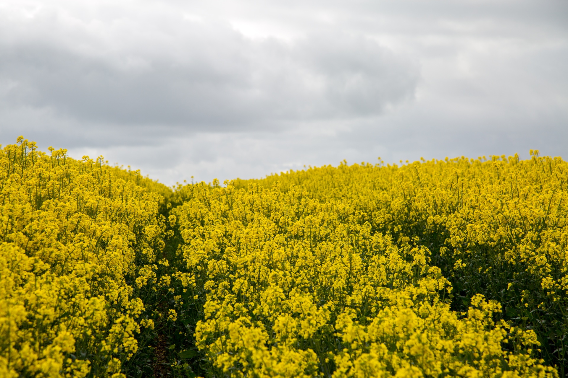 Žemdirbystė,  Žydi,  Canola,  Pasėlių,  Ekonomika,  Ūkis,  Ūkininkavimas,  Laukas,  Garstyčios,  Gėlių