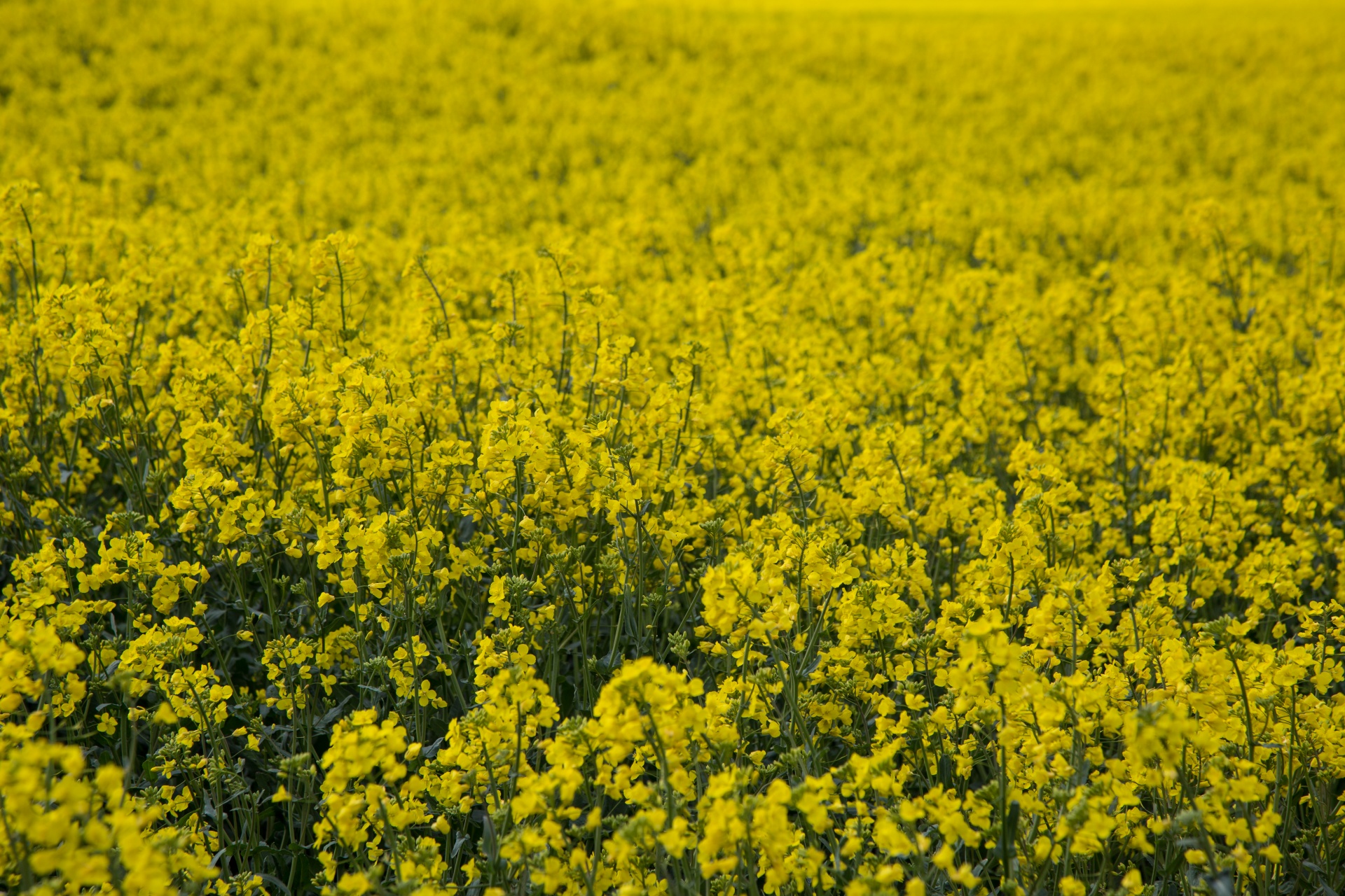 Žemdirbystė,  Žydi,  Canola,  Pasėlių,  Ekonomika,  Ūkis,  Ūkininkavimas,  Laukas,  Garstyčios,  Gėlių