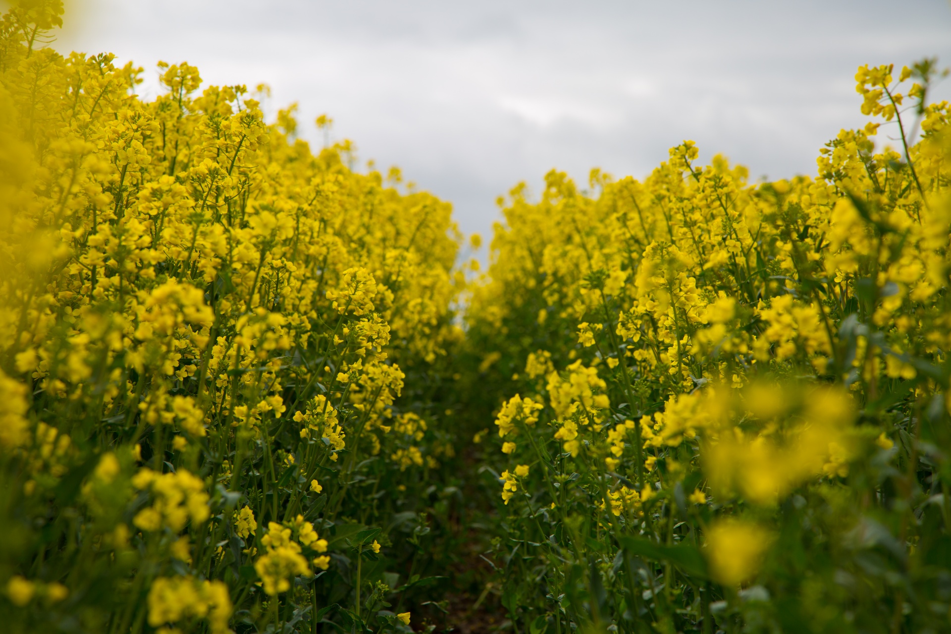 Žemdirbystė,  Žydi,  Canola,  Pasėlių,  Ekonomika,  Ūkis,  Ūkininkavimas,  Laukas,  Garstyčios,  Gėlių