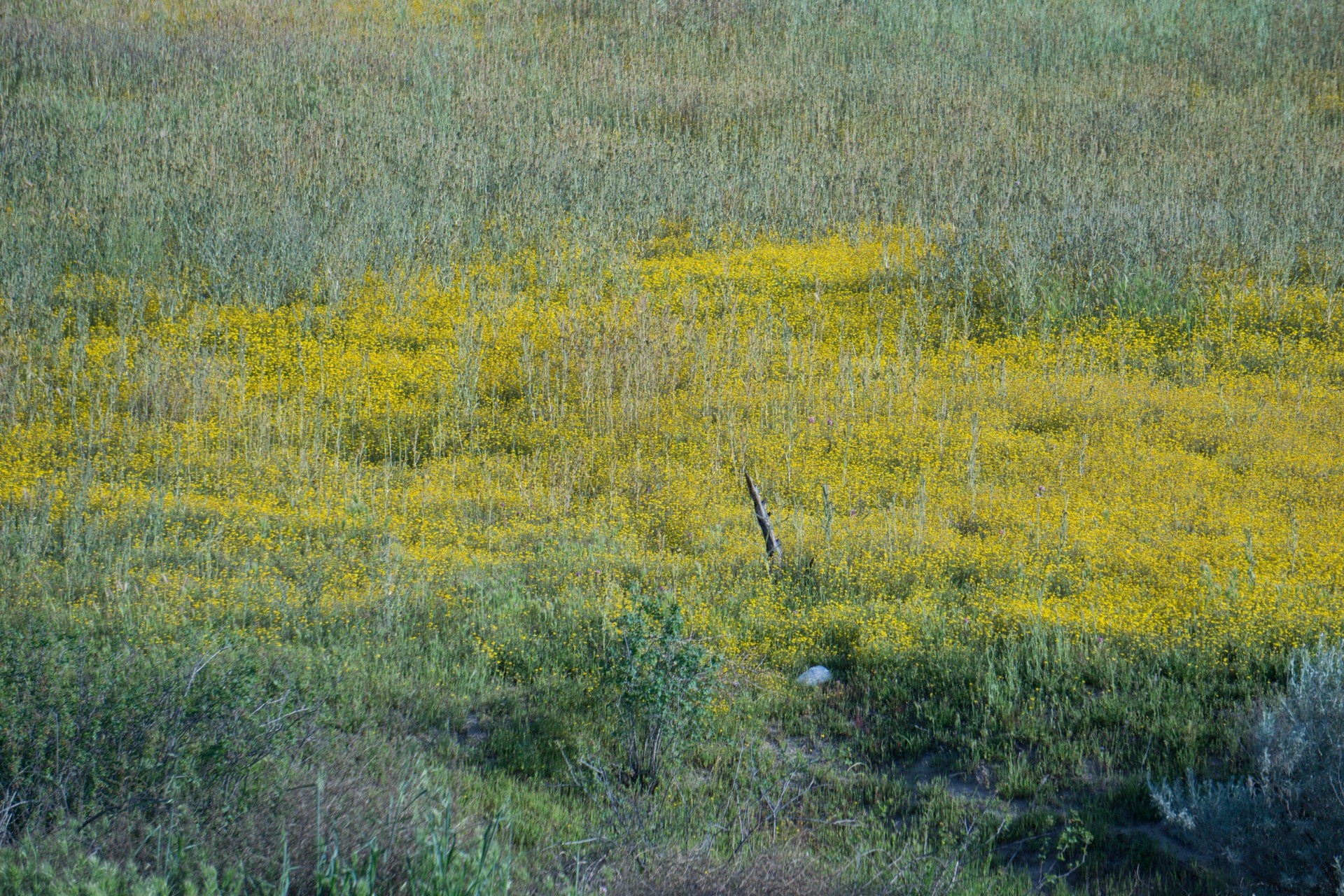 Žemdirbystė,  Žydėti,  Žydi,  Žiedas,  Botanika,  Brassicaceae,  Canola,  Pasėlių,  Laukas,  Flora