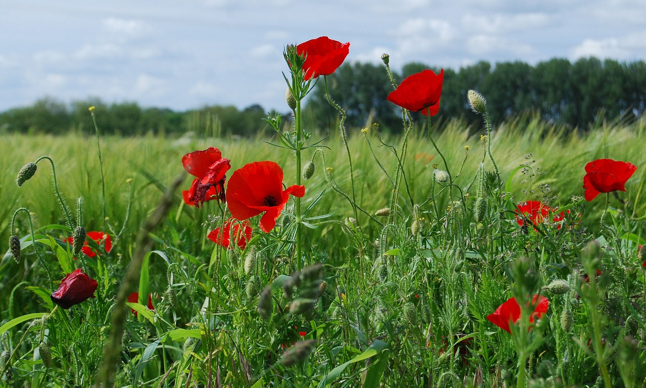 Laukiniai Aguonai, Raudona Aguona, Papaver Rhoeas, Gėlė, Laukas, Kaimas, Wildflower, Nemokamos Nuotraukos,  Nemokama Licenzija