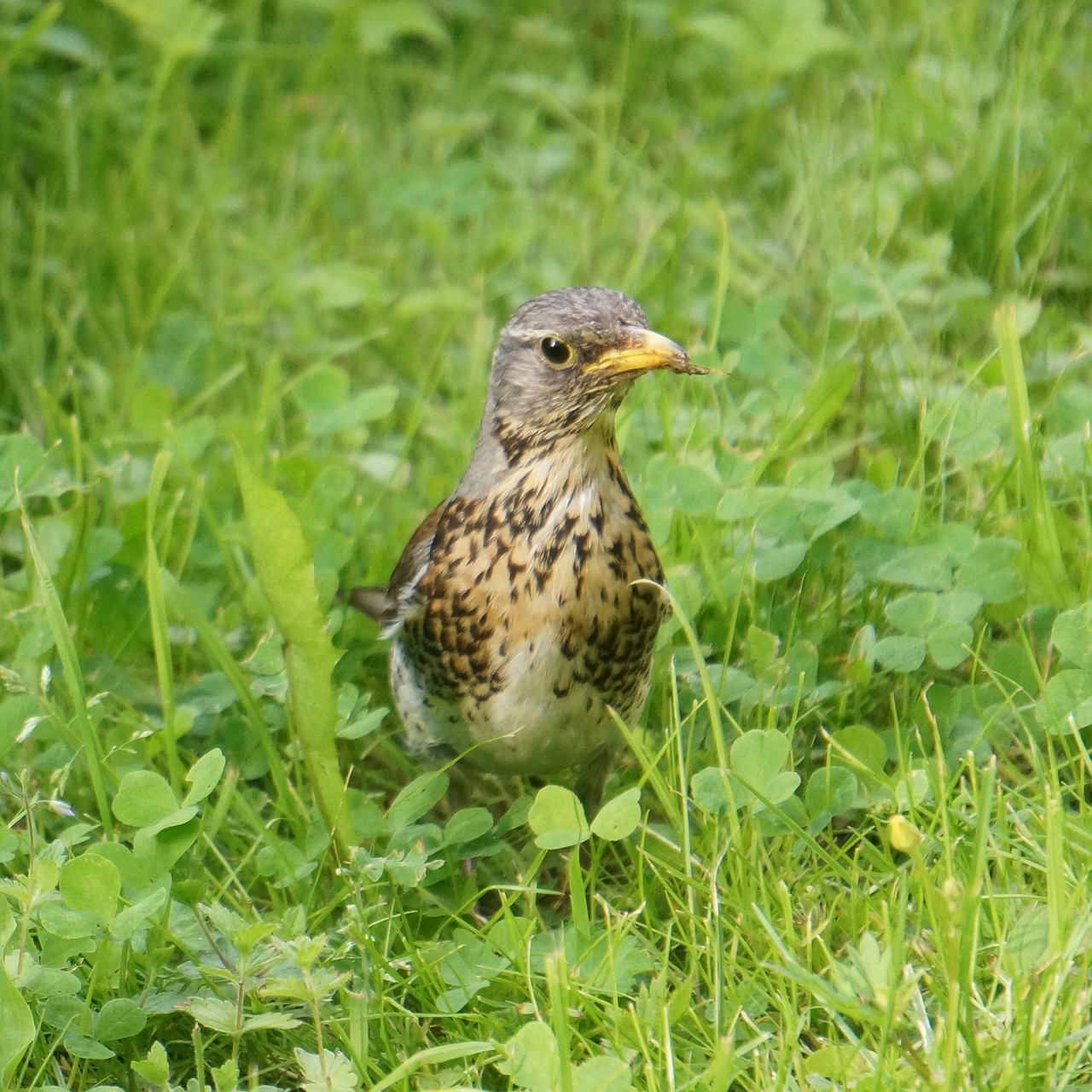 Fieldfare, Statyba, Turdus Pilaris, Pienelis, Paukštis, Nemokamos Nuotraukos,  Nemokama Licenzija