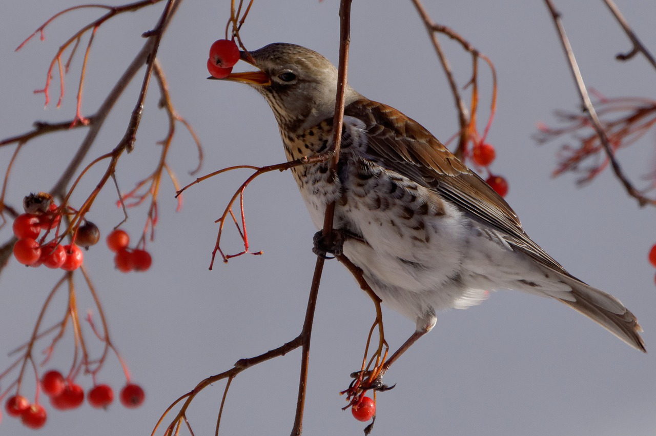 Fieldfare, Paukštis, Savivaldybė, Gamta, Parkas, Kvadratas, Nemokamos Nuotraukos,  Nemokama Licenzija