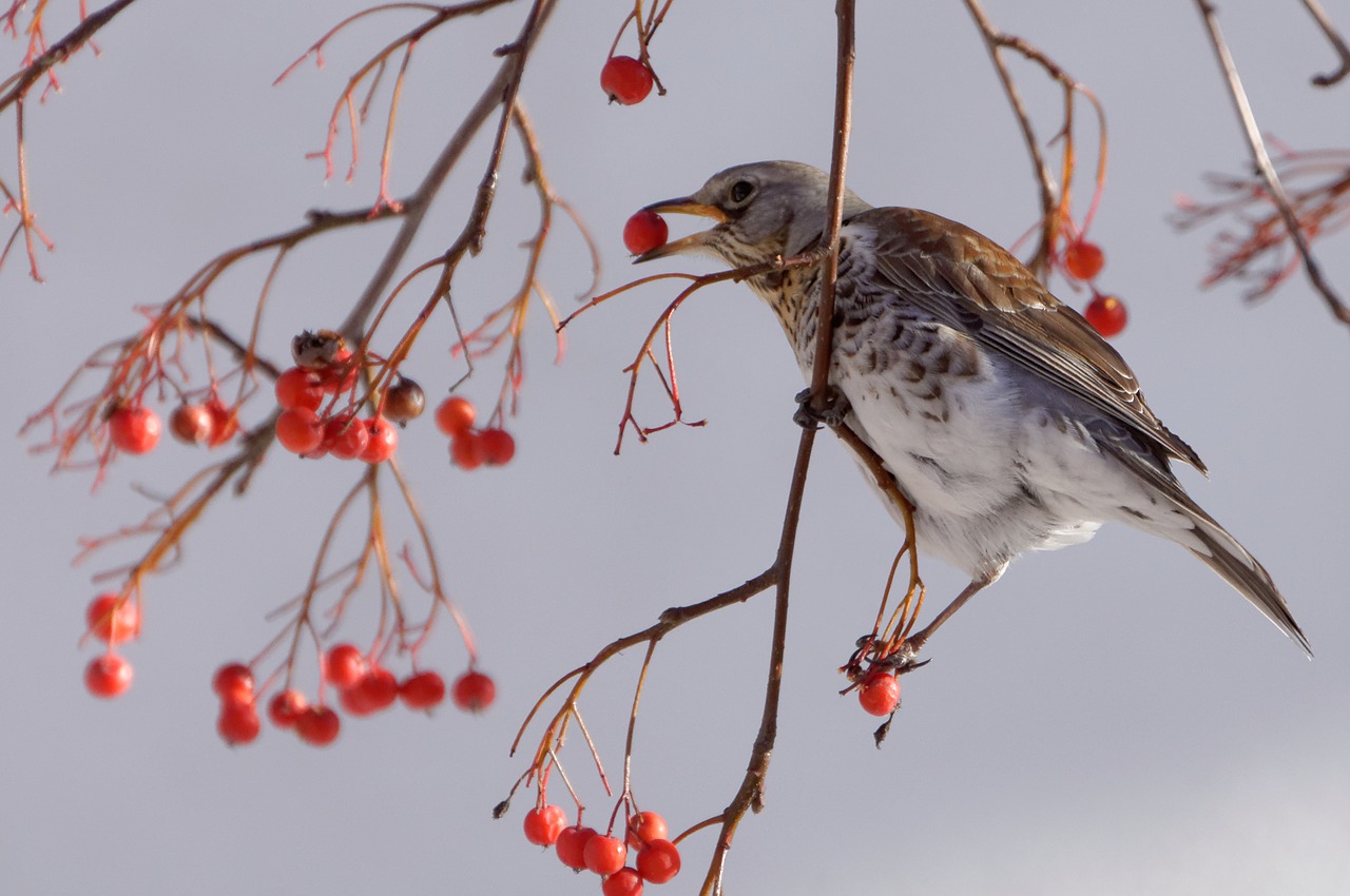 Fieldfare, Paukštis, Savivaldybė, Gamta, Parkas, Kvadratas, Nemokamos Nuotraukos,  Nemokama Licenzija