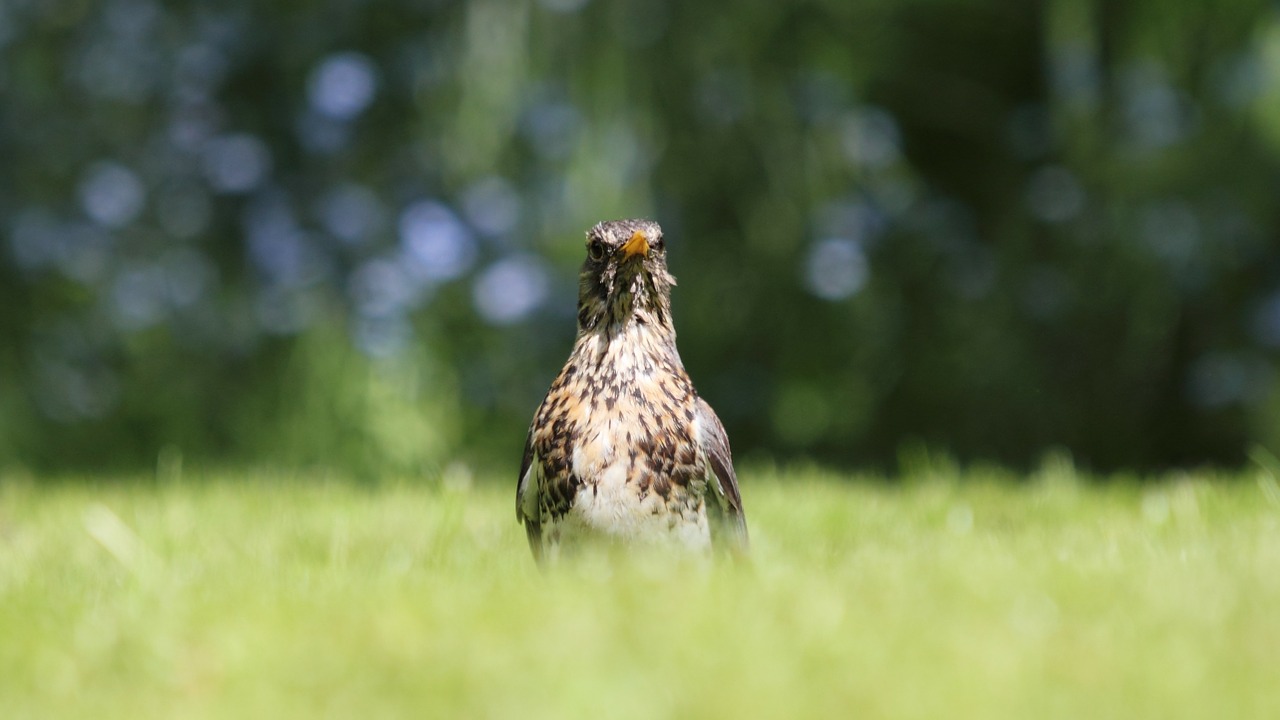 Fieldfare, Paukštis, Žolė, Dof, Gamta, Lauko Kieme, Žalias, Nemokamos Nuotraukos,  Nemokama Licenzija