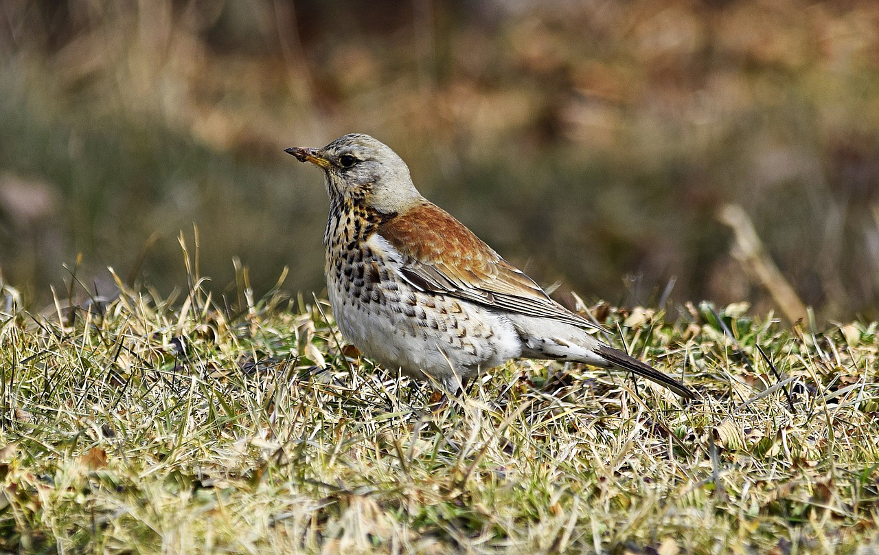 Fieldfare, Paukštis, Vasaris, Brier, Gamta, Žolė, Nemokamos Nuotraukos,  Nemokama Licenzija