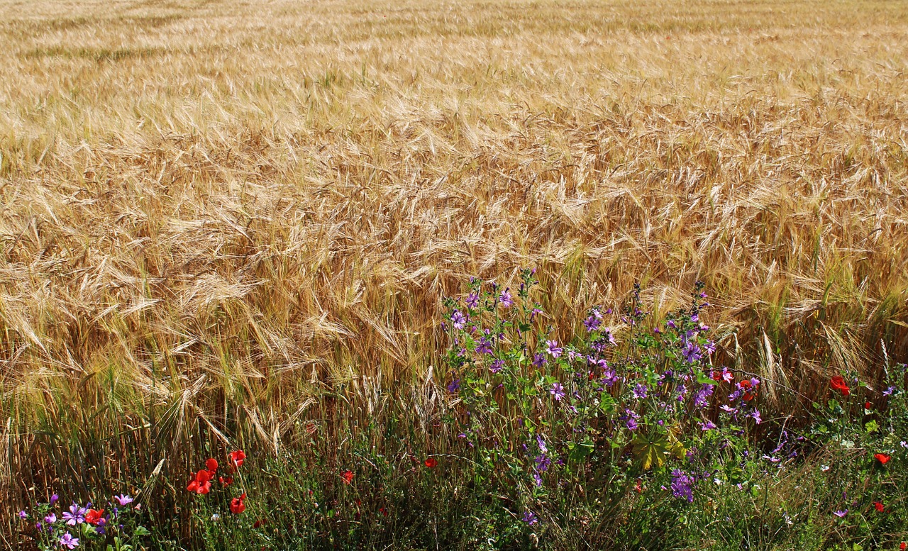 Laukai, Kvieciai, Kviečių Laukai, Grūdai, Epi, Žemdirbystė, Kultūros, Laukas, Fleurs Des Champs, France