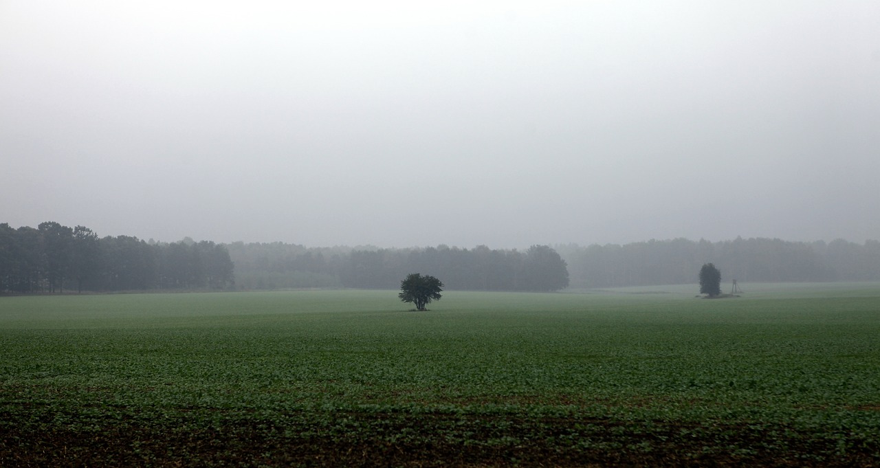 Laukai, Ruduo, Lietingą, Lietus, Debesuota, Medis, Vienišas, Tuščios Erdvės, Lapkritis, Spalio Mėn