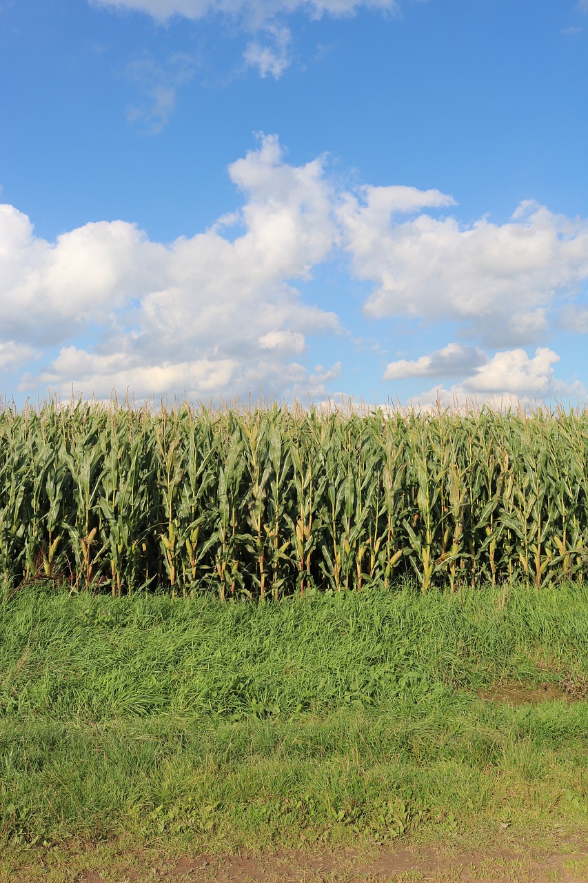 Laukai, Kukurūzai, Laukas, Žemdirbystė, Kukurūzų Laukas, Derlius, Maistas, Kukurūzų Burbuolės, Gamta, Kukurūzų Augalai