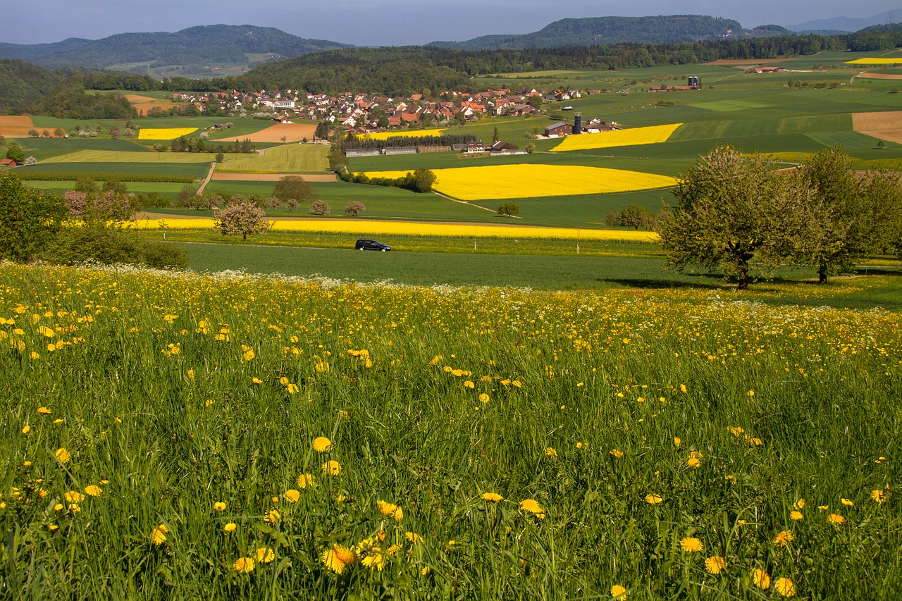 Laukai,  Pranešė,  Aliejinių Rapsų,  Srityje Rapsų Sėklų,  Geltona,  Pavasaris,  Žiedas,  Žydi,  Rapsų Žiedas,  Dangus