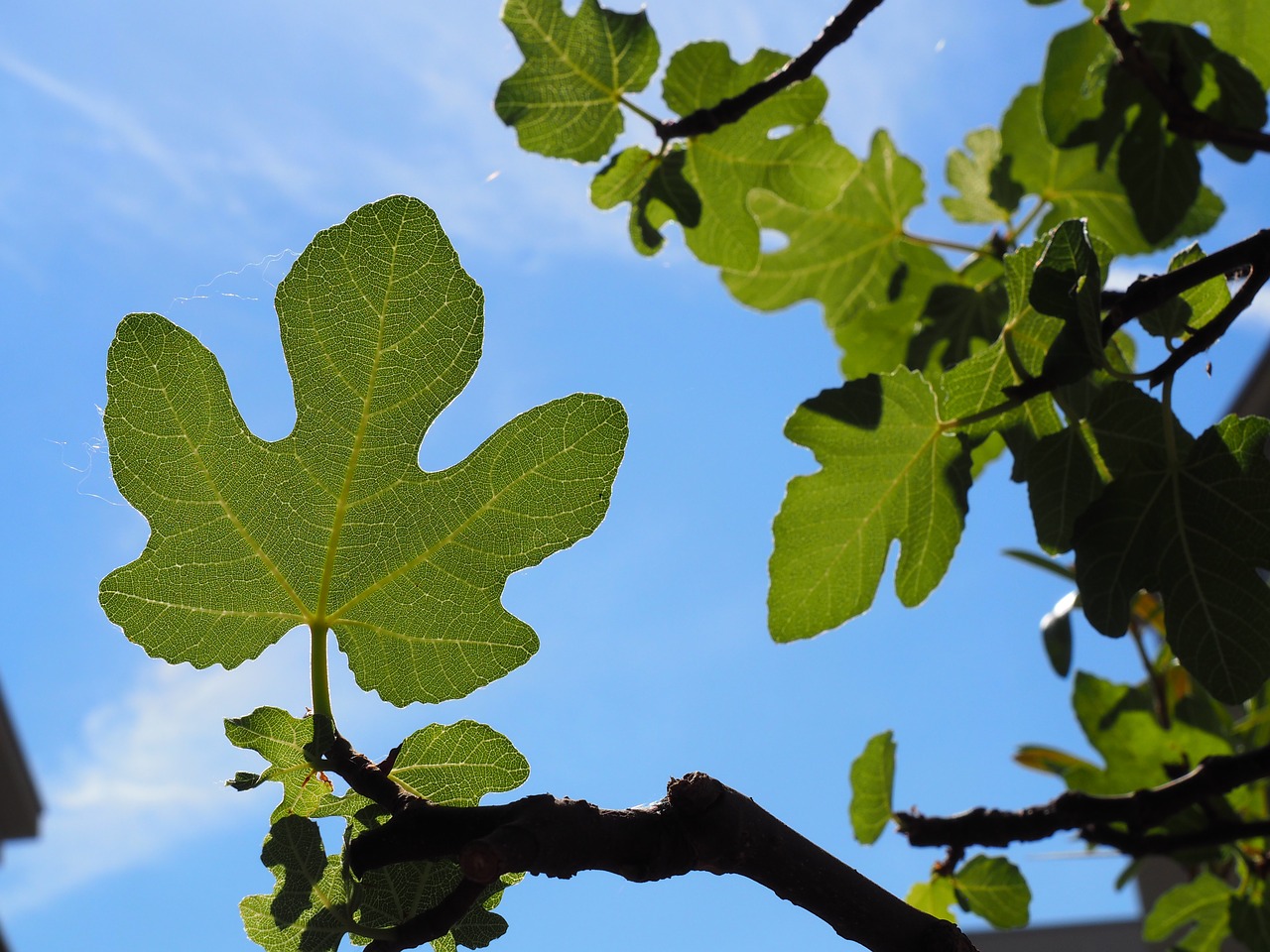 Fig., Lapai, Gamta, Lapai, Augalas, Atogrąžų, Sodas, Lapija, Flora, Nemokamos Nuotraukos