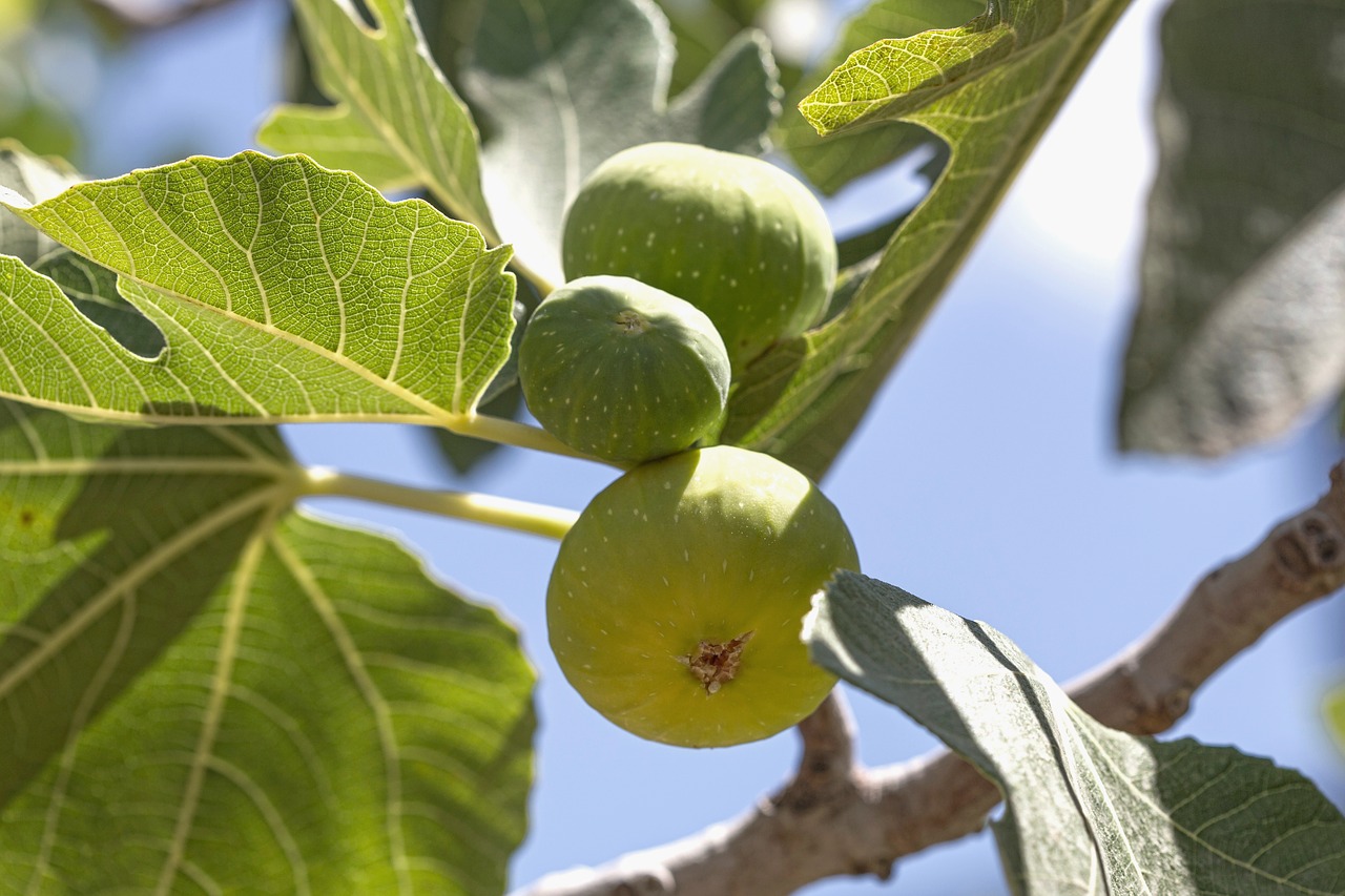 Fig., Medis, Vaisiai, Žalias, Maistas, Lapai, Gamta, Šviežias, Saldus, Filialas